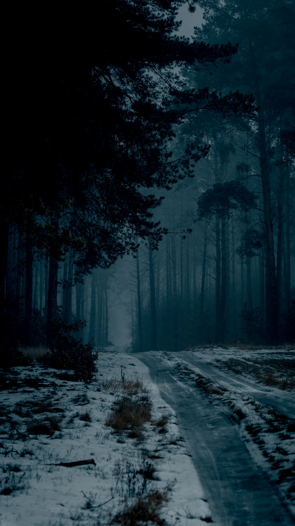 Serene forest scene with snow-covered trees and dark cloudy sky in winter landscape
