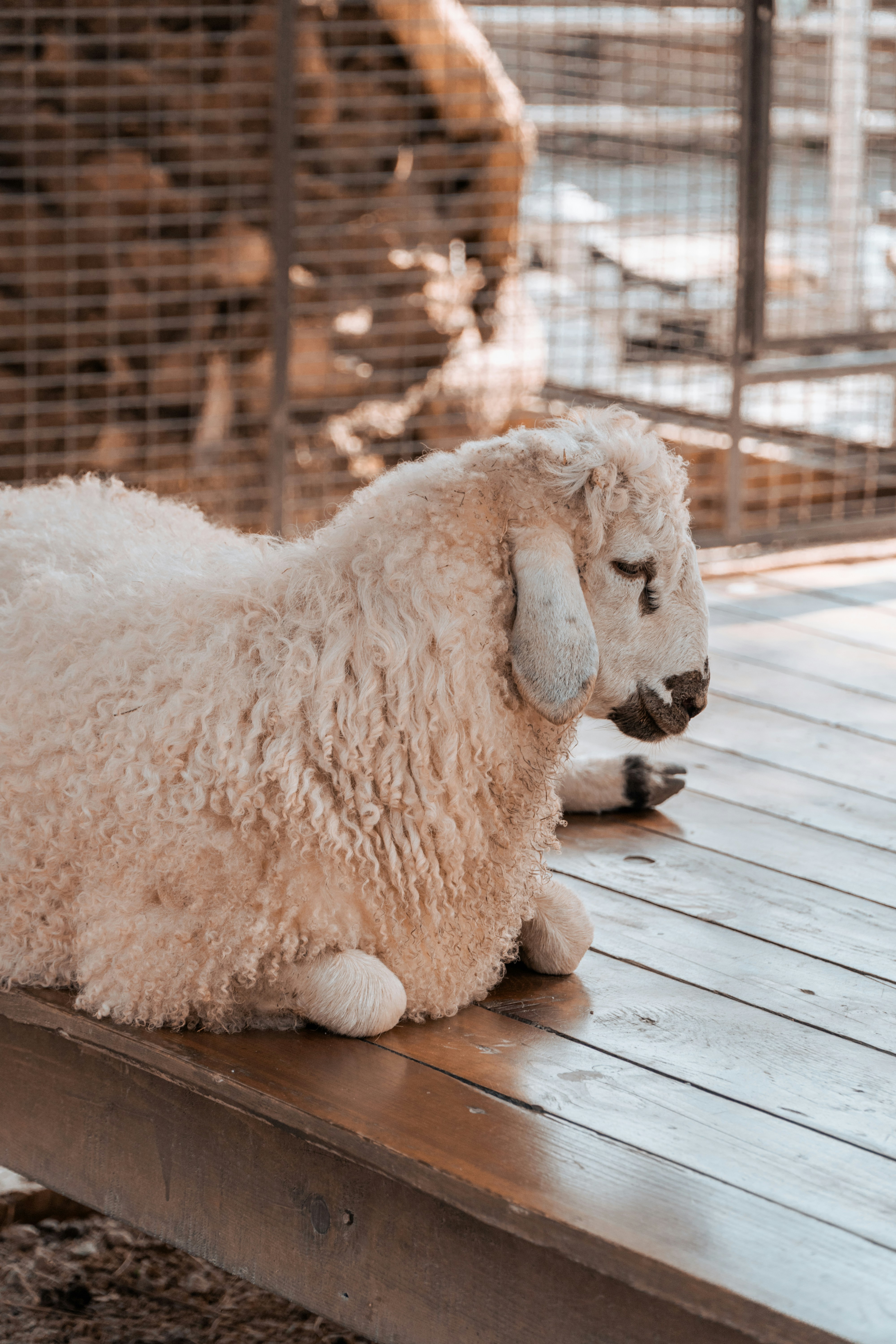 A fluffy sheep rests on a wooden platform.