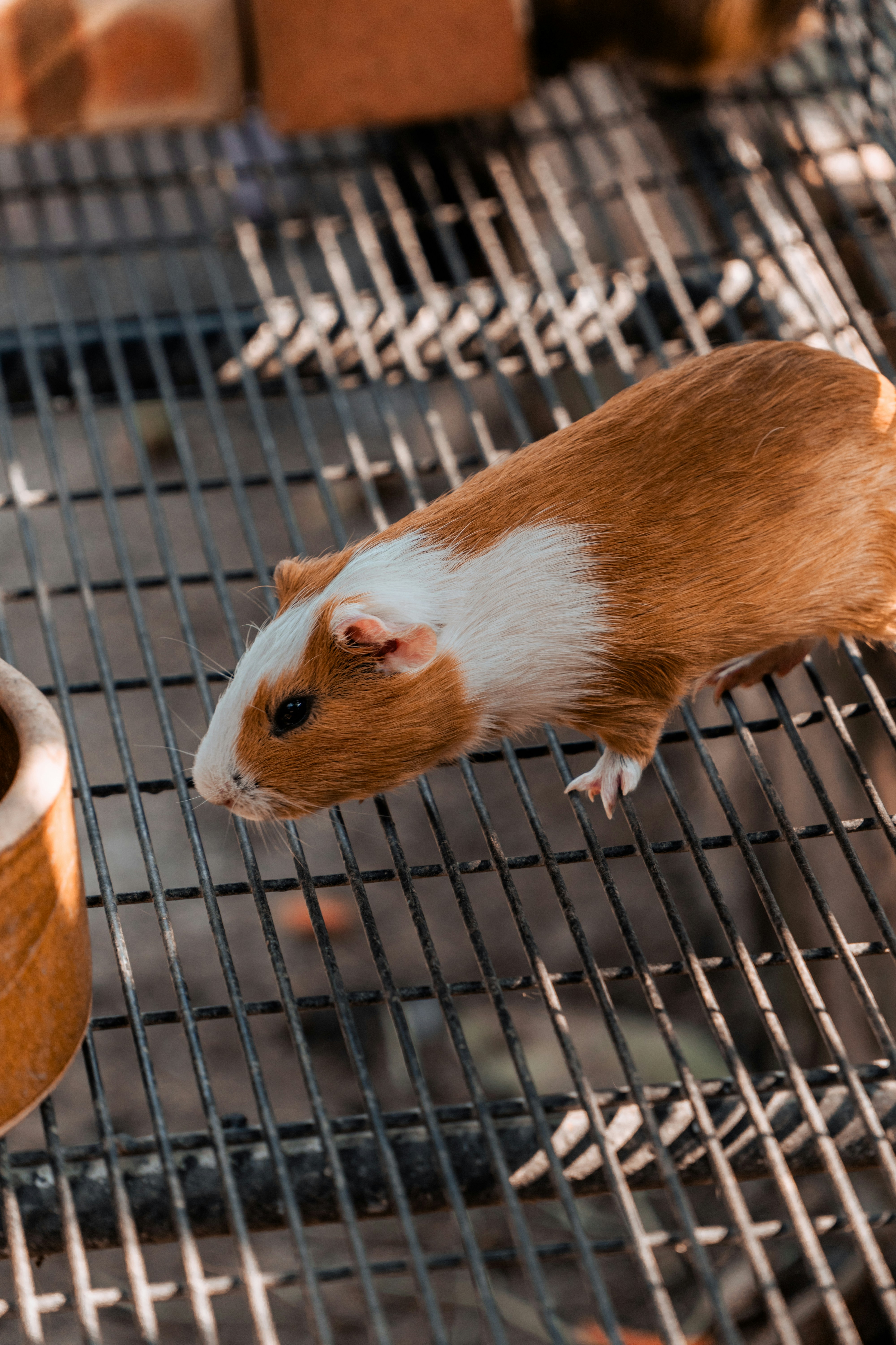 A brown and white guinea pig on a metal grate.