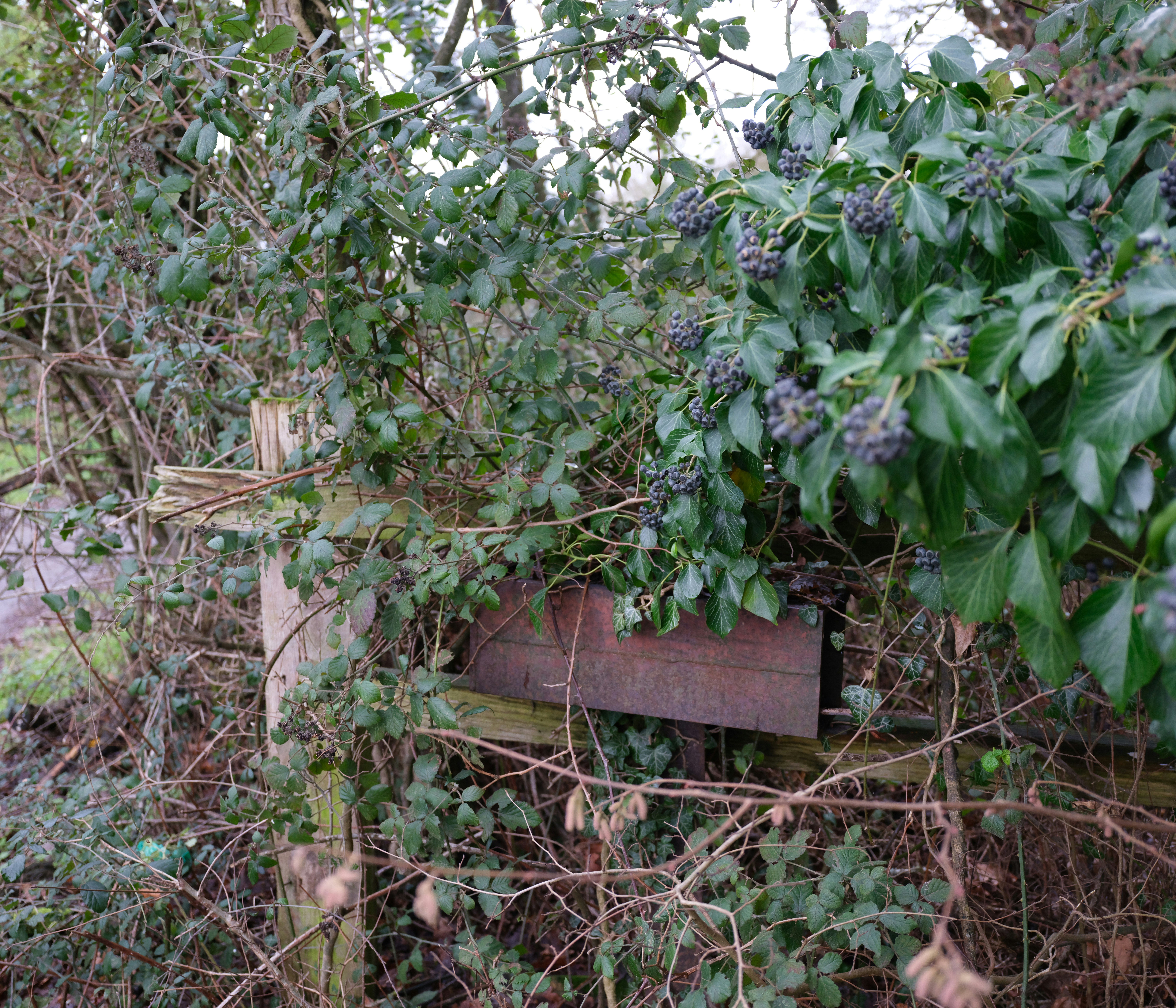 Photo by tanyabarrow