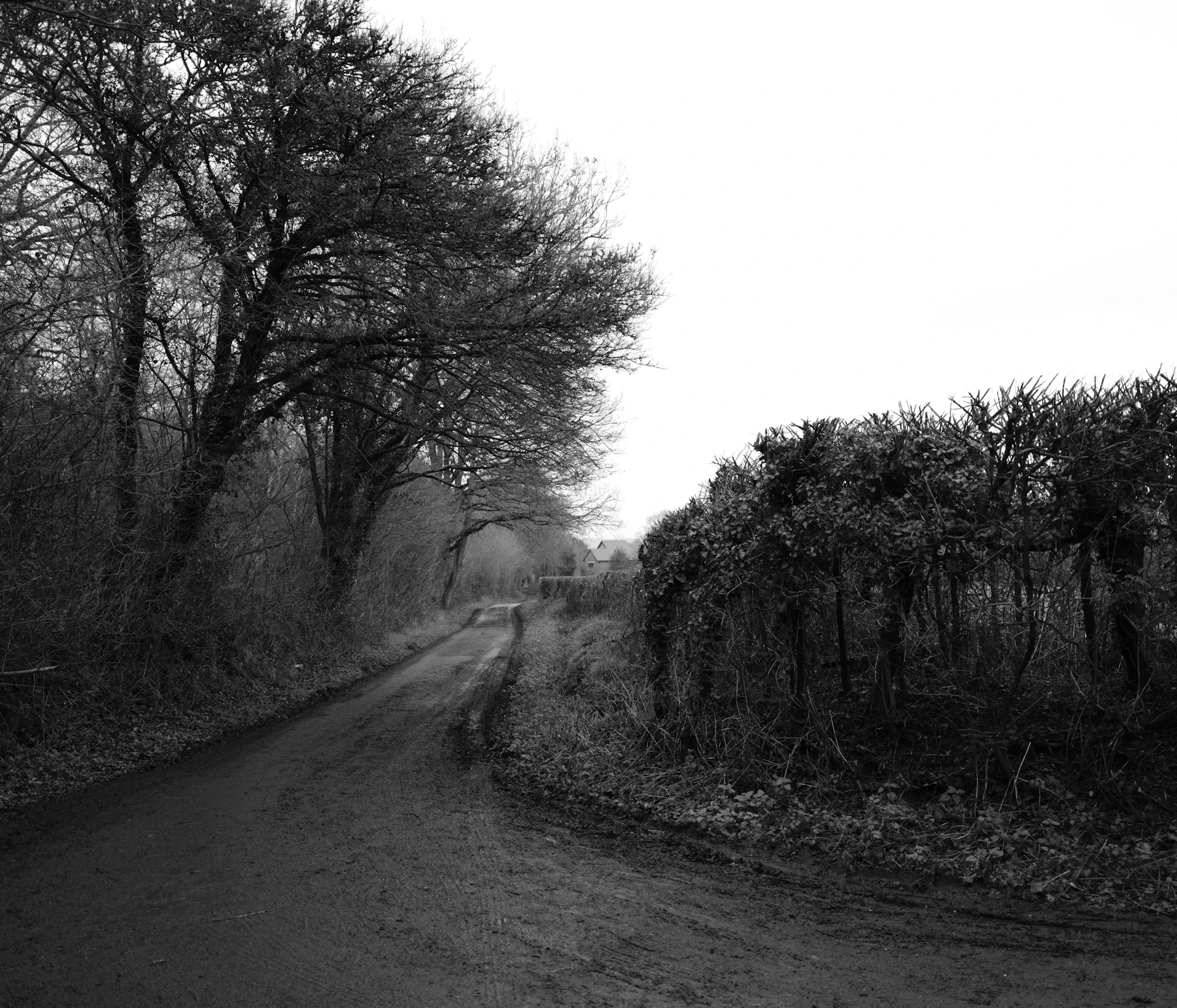 A muddy winter lane beside a bare hedge and leafless trees, in black and white