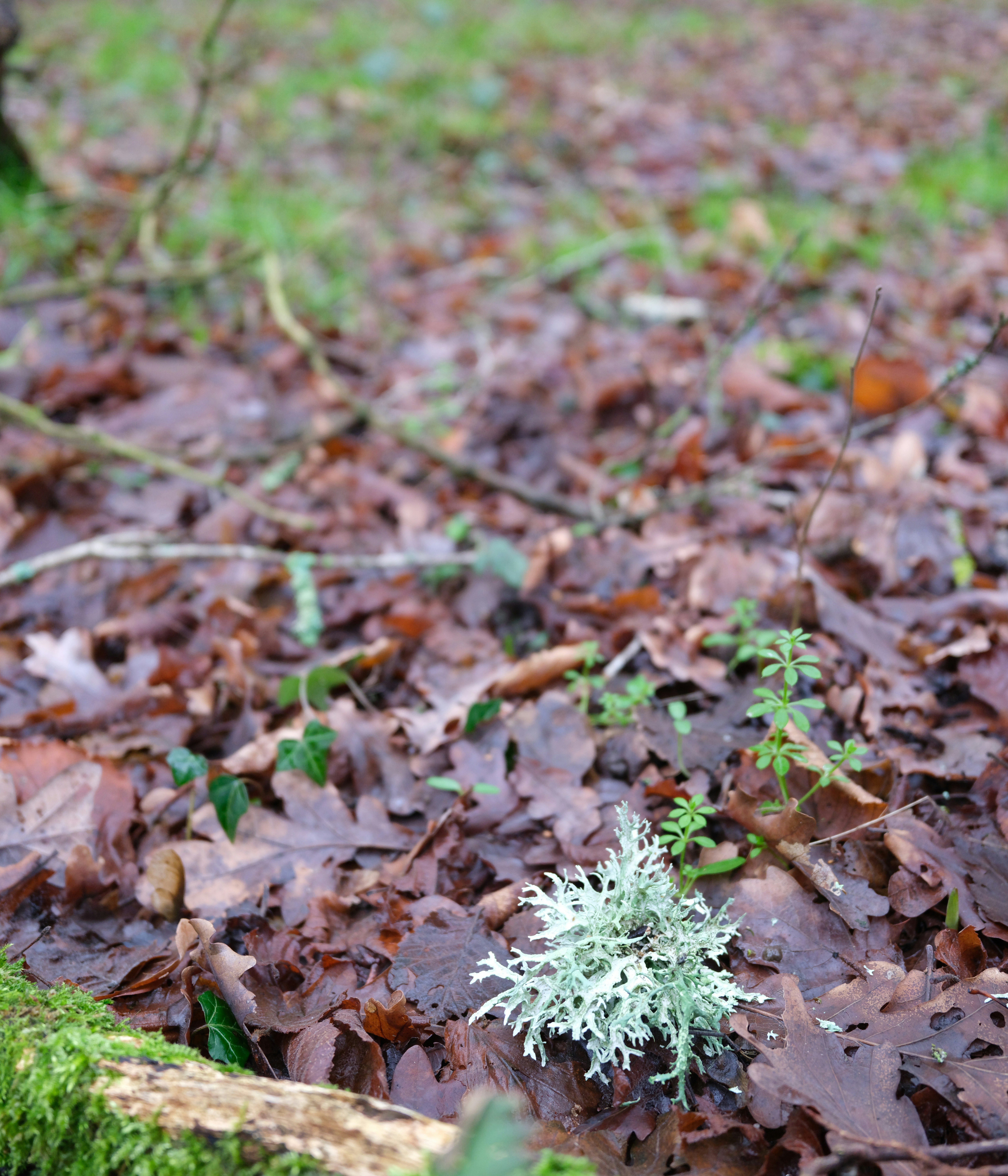 Light green lichen on forest floor with fallen leaves