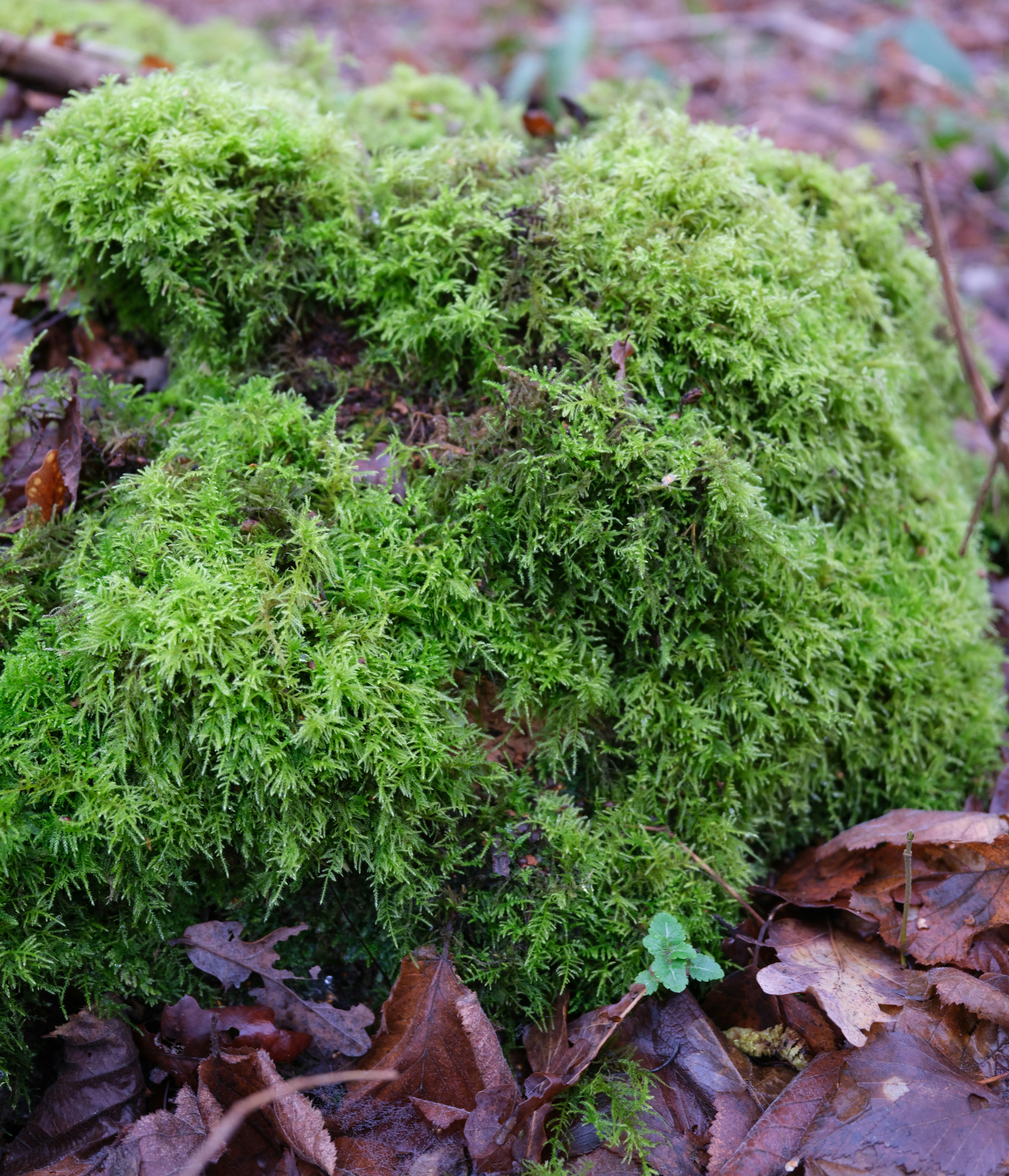 A lush green moss covering a rock in a forest.