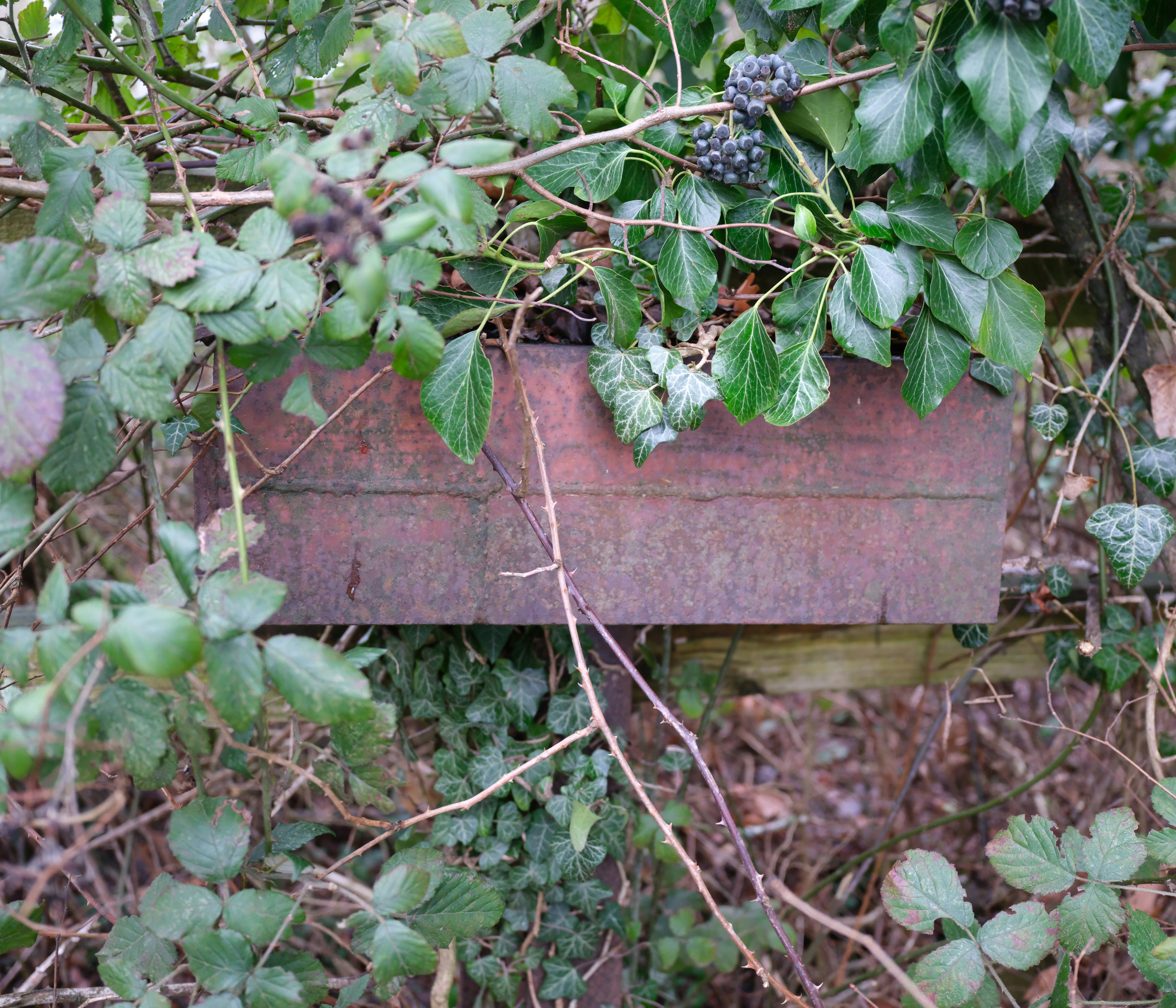A weathered wooden plank surrounded by green foliage.