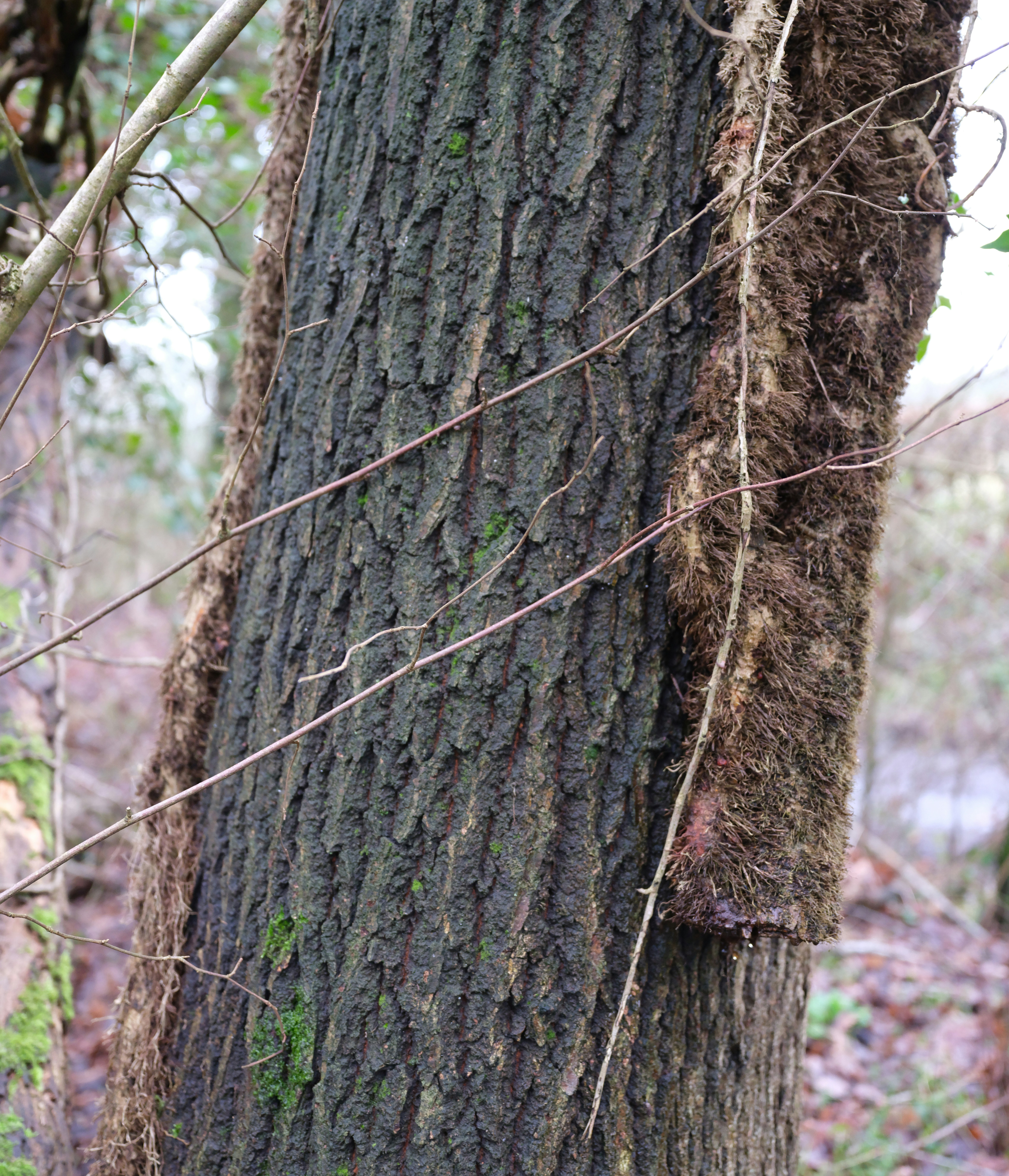 Tree trunk covered in moss and vines