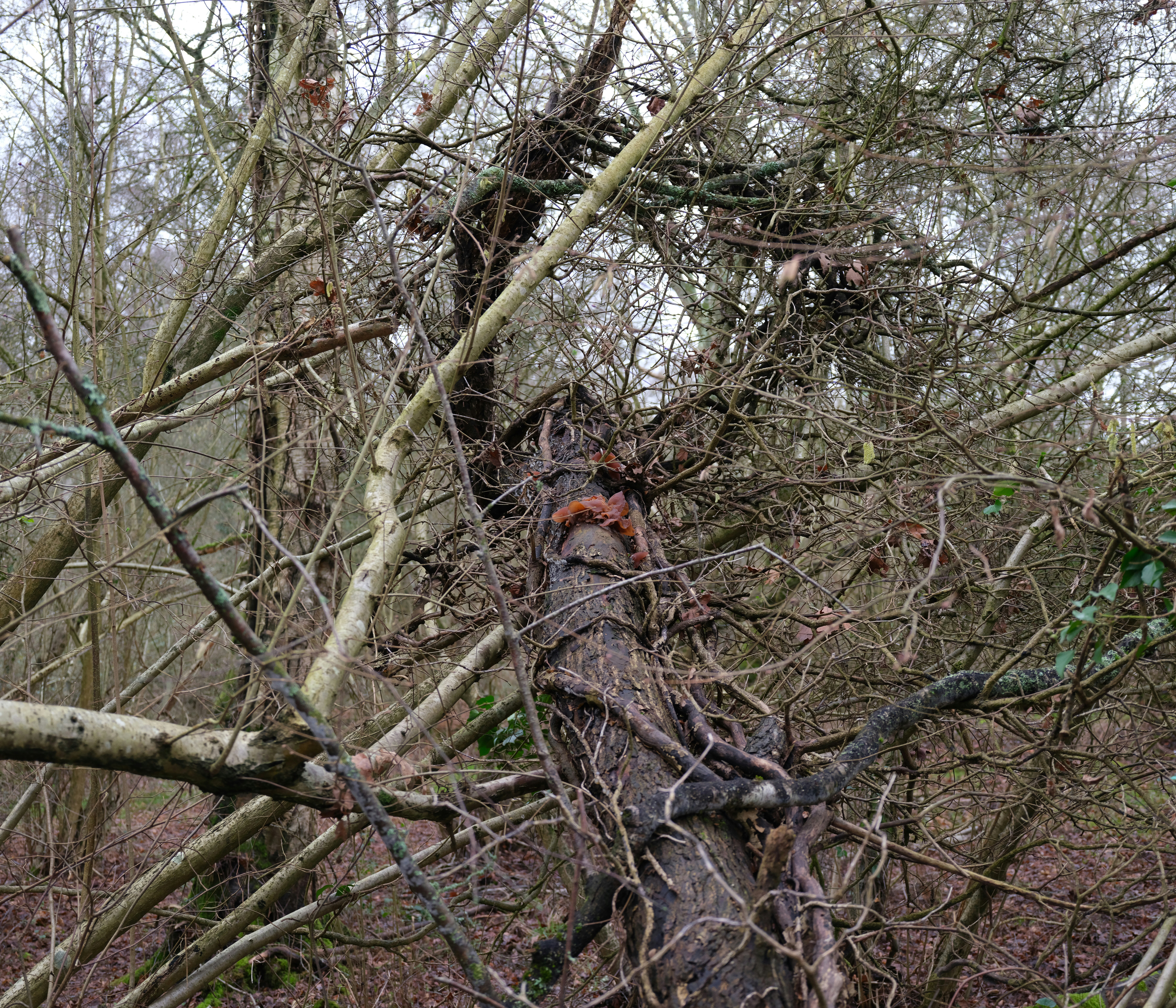 Tangled branches of a fallen tree in a forest.