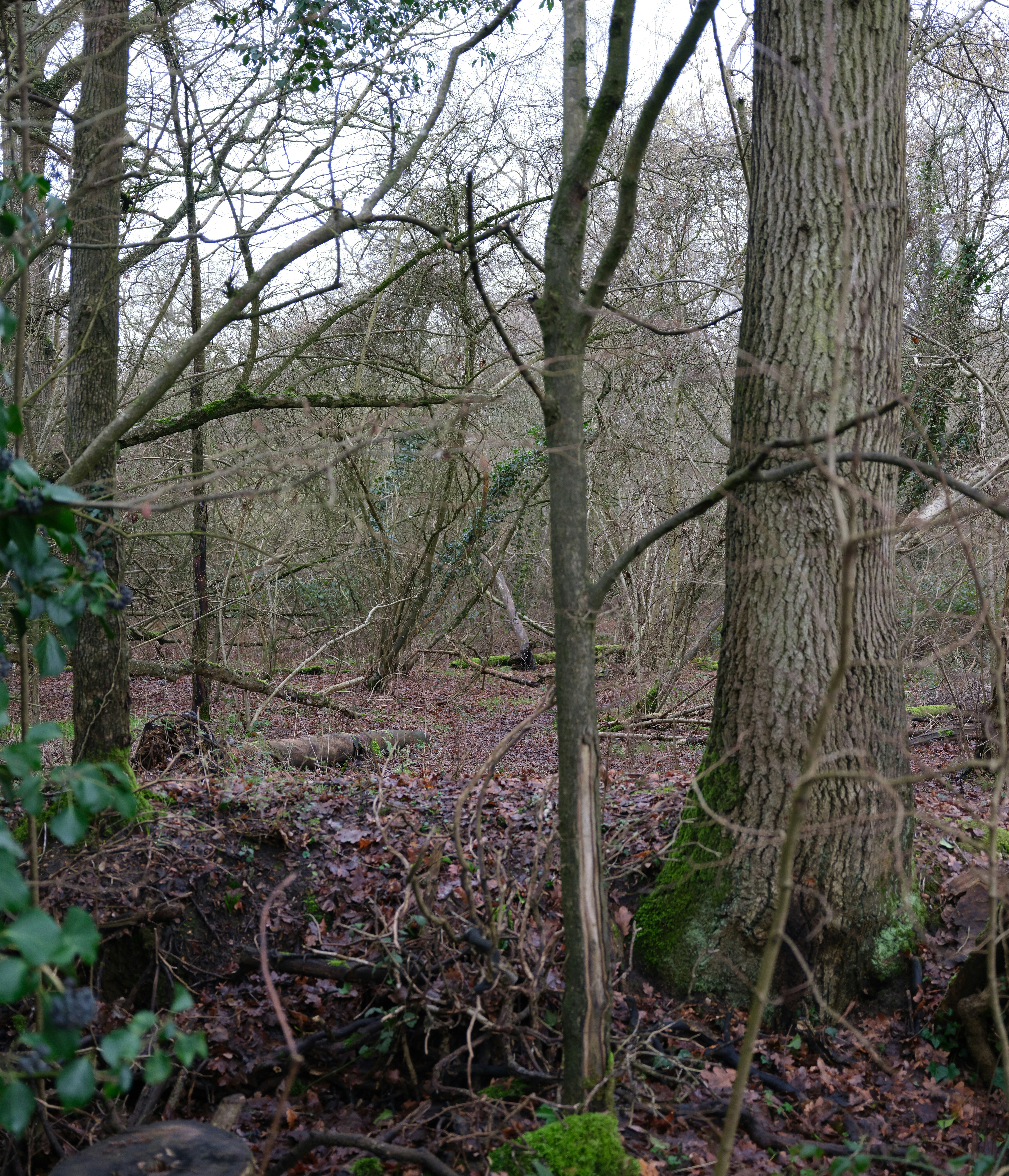 Bare trees and undergrowth in a dense forest.