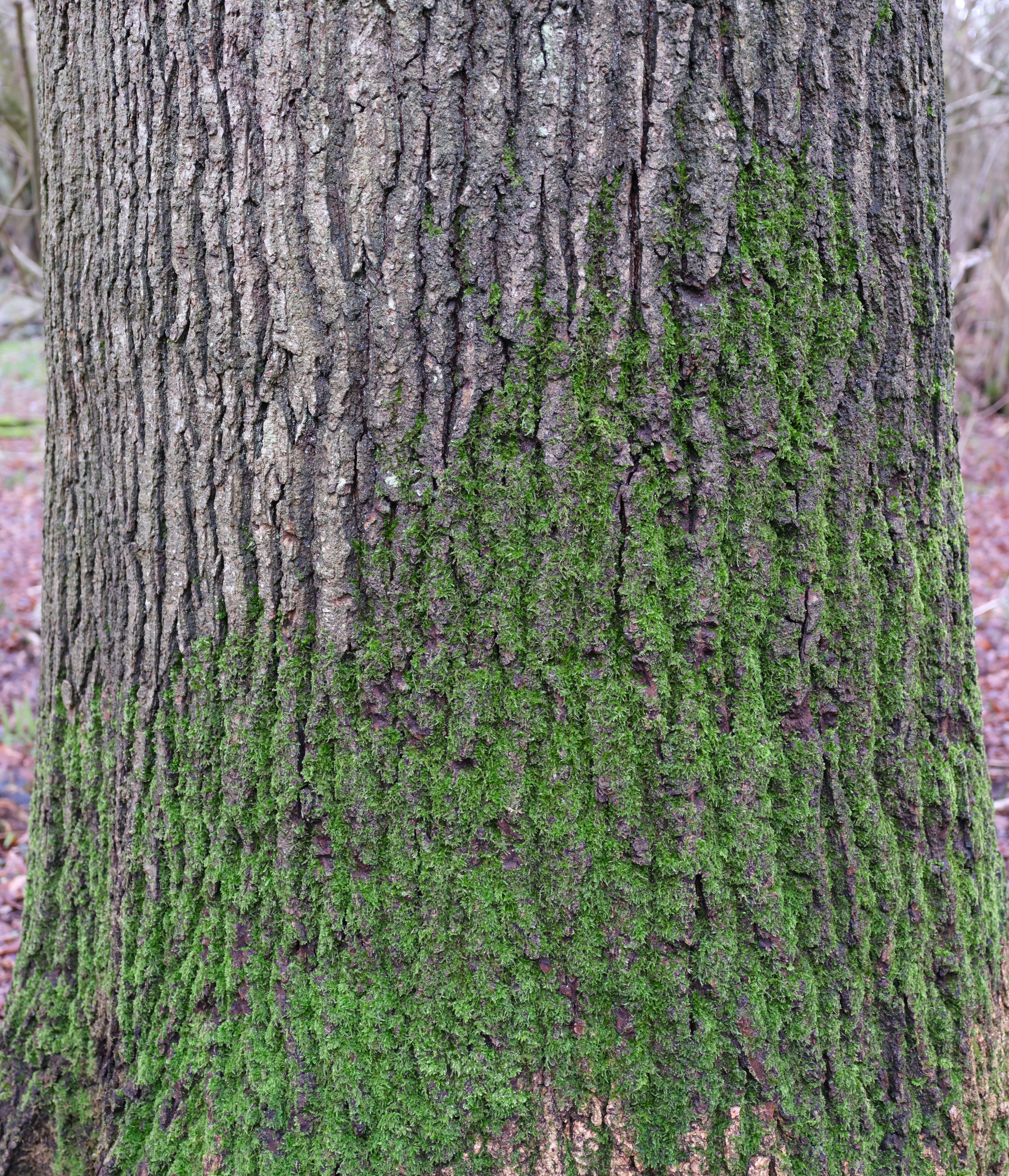 Tree trunk with green moss growing on bark