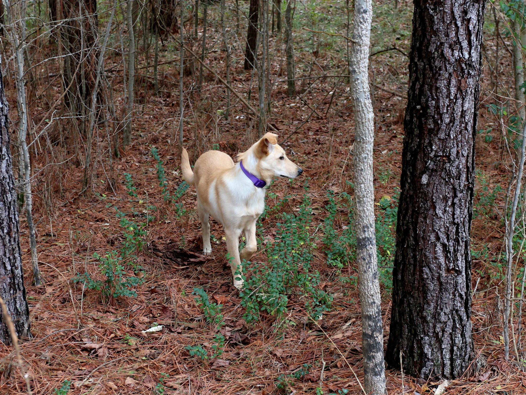 A dog wearing a purple smart-style collar outdoors