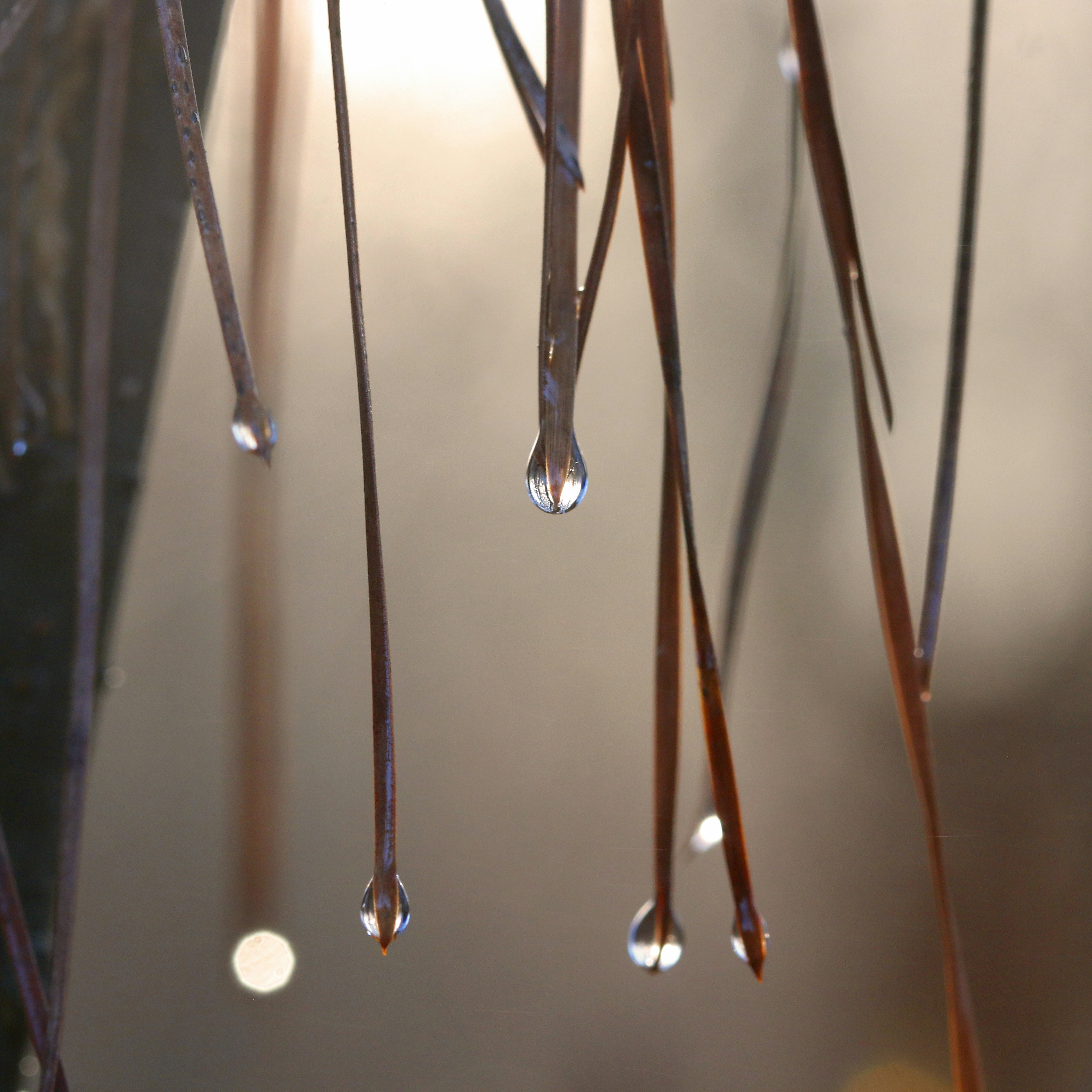 Close-up of grass blades with water droplets