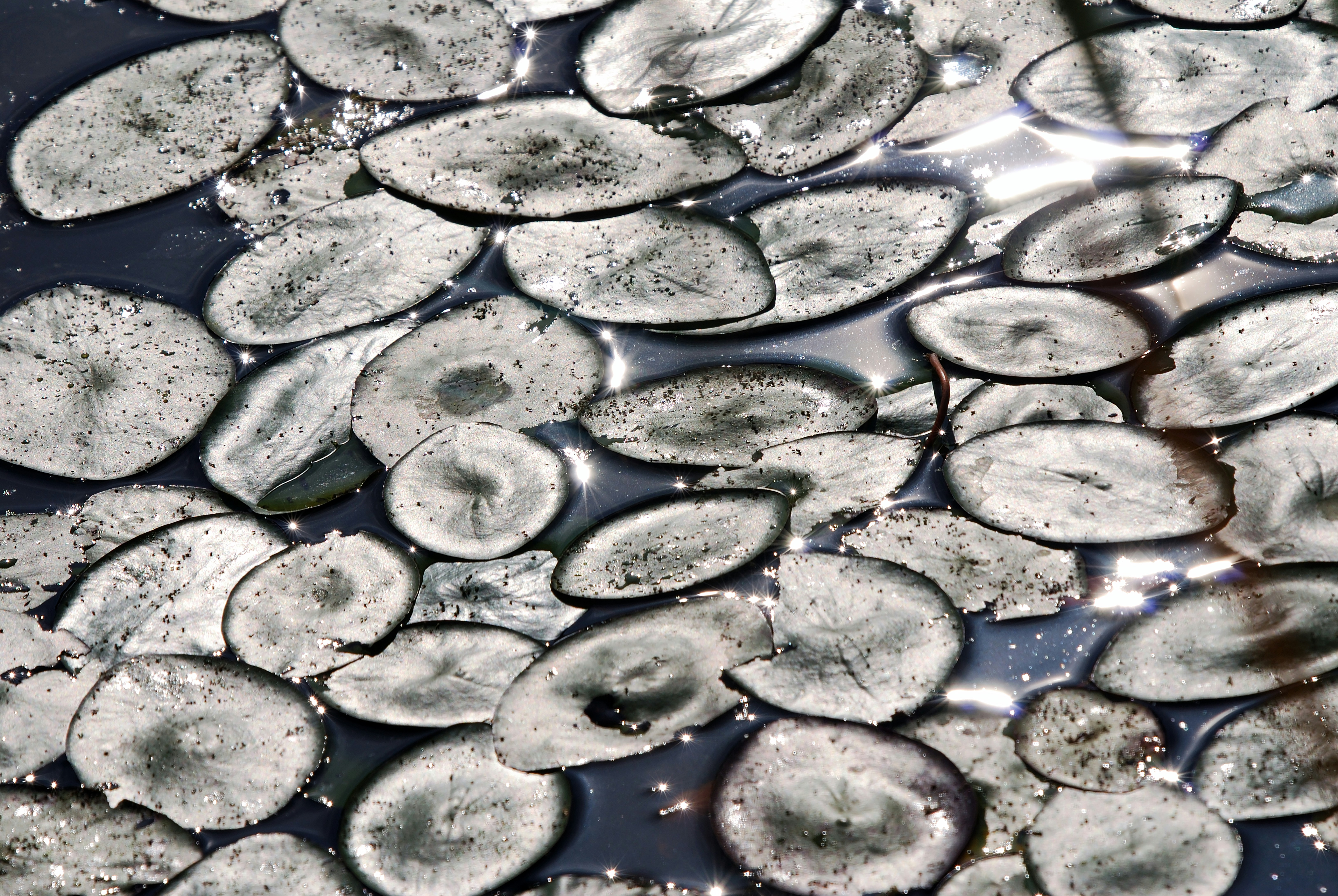 Abstract pattern of sliced oval shapes in water
