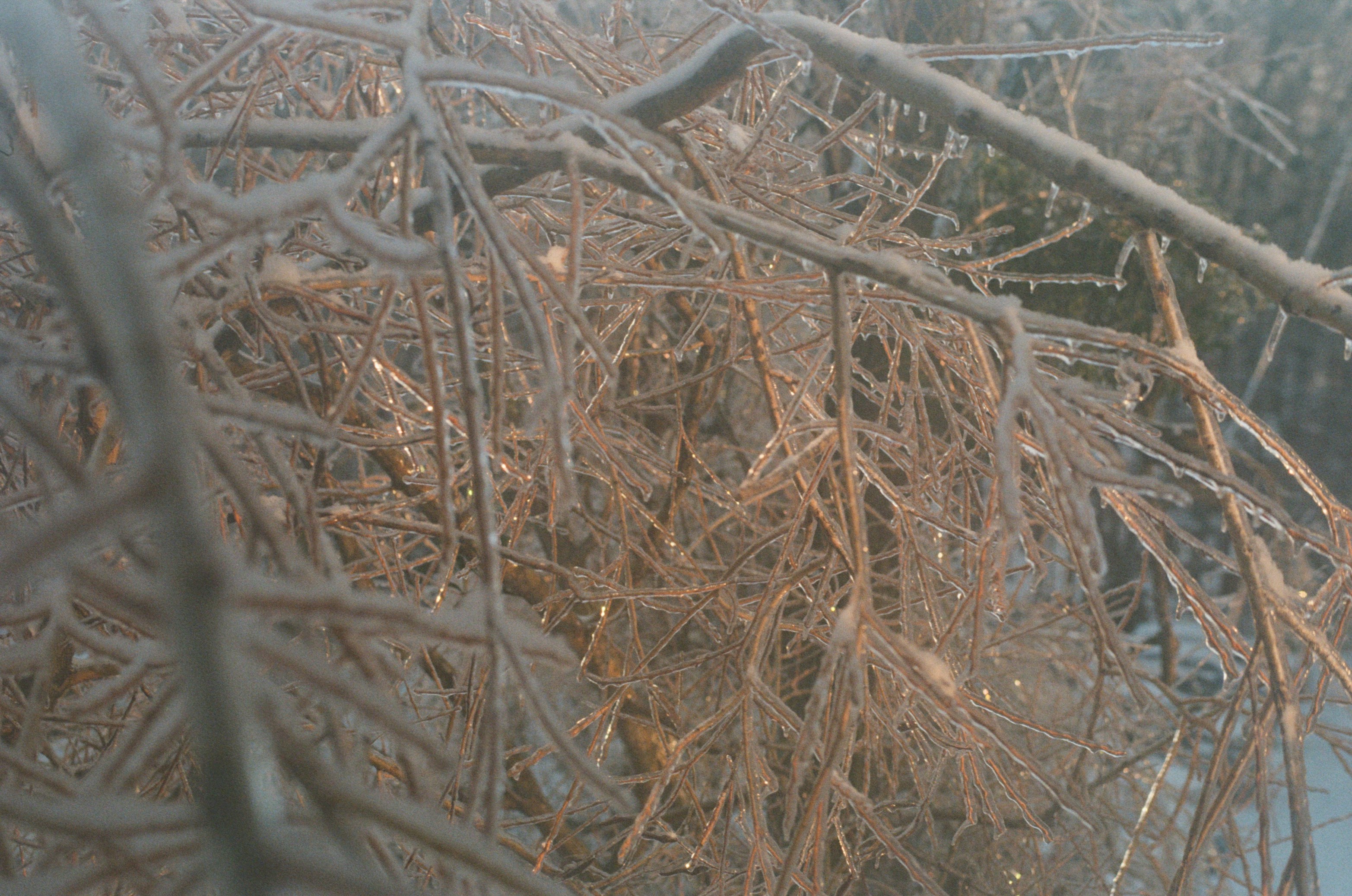 Ice-covered branches glisten in the sunlight.