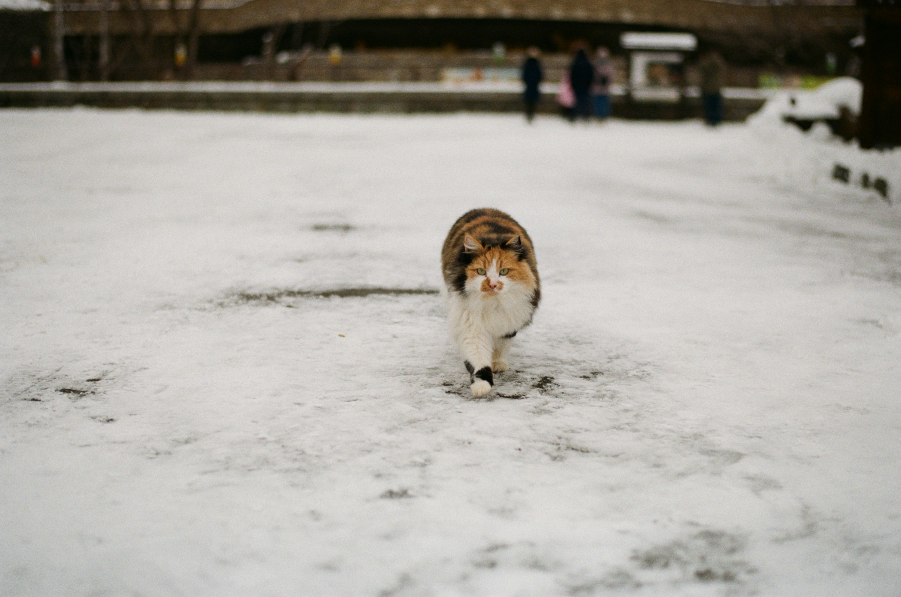 A calico cat walks away on a snowy path.