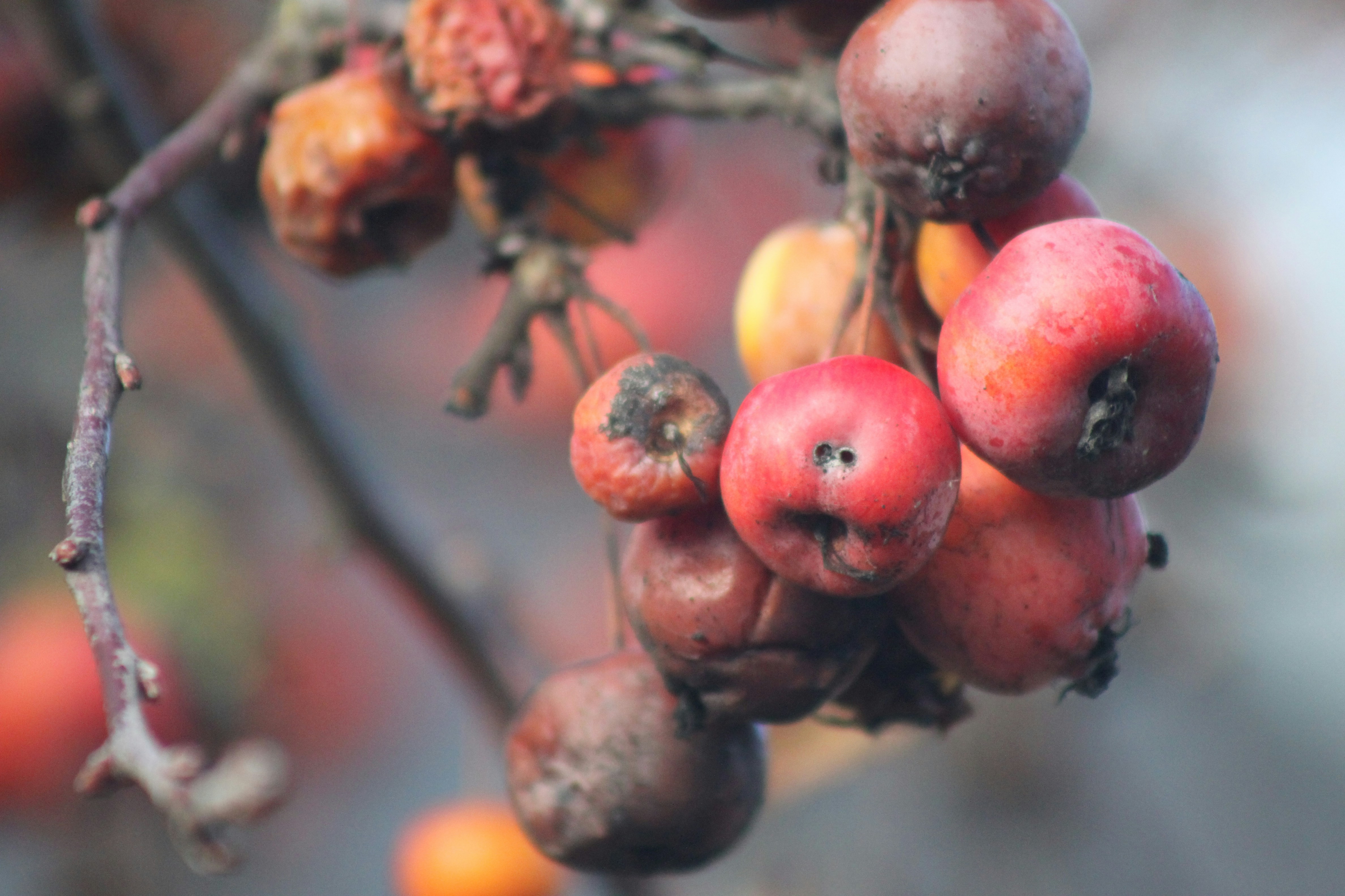 Photo by rubyphotography