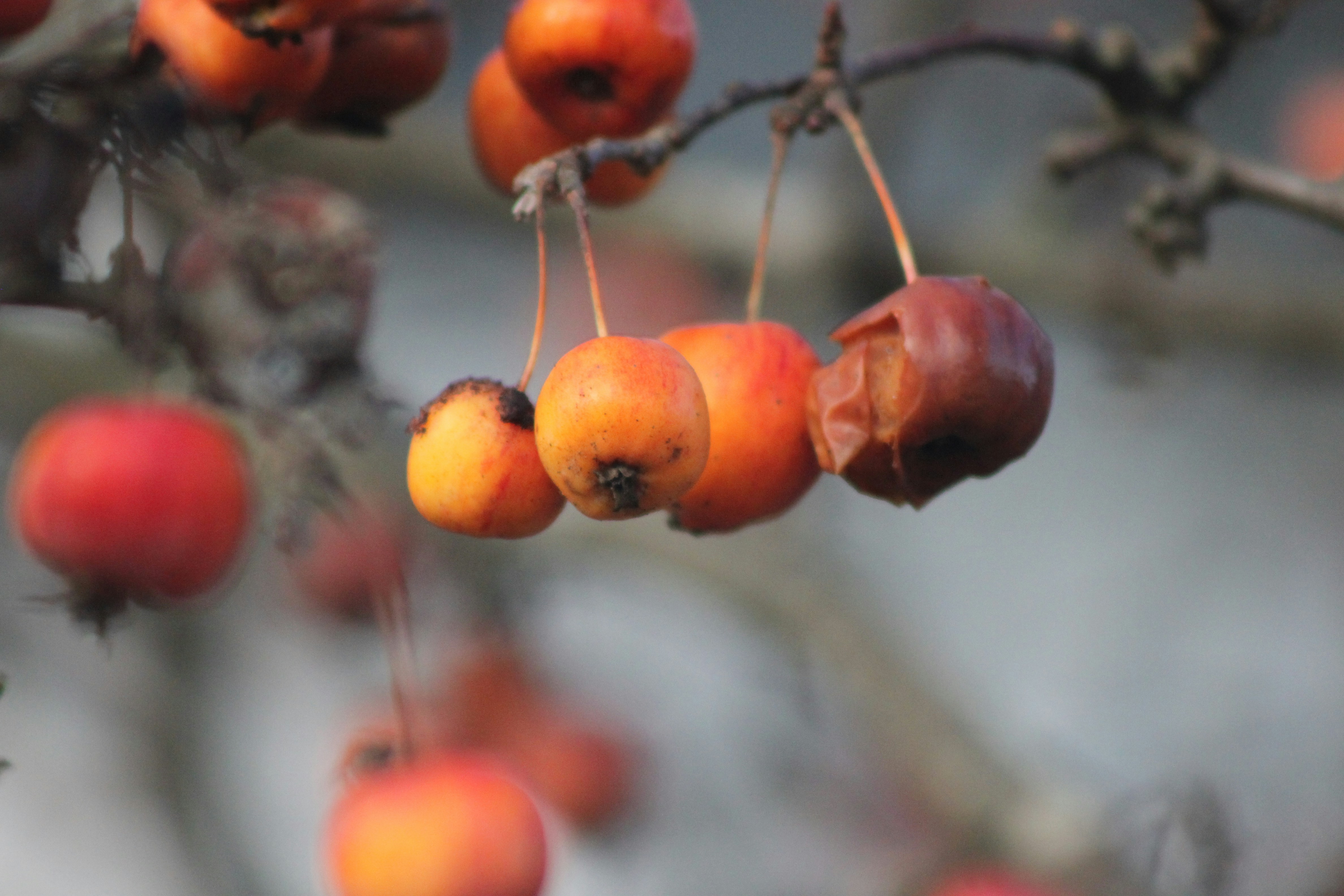 Photo by rubyphotography