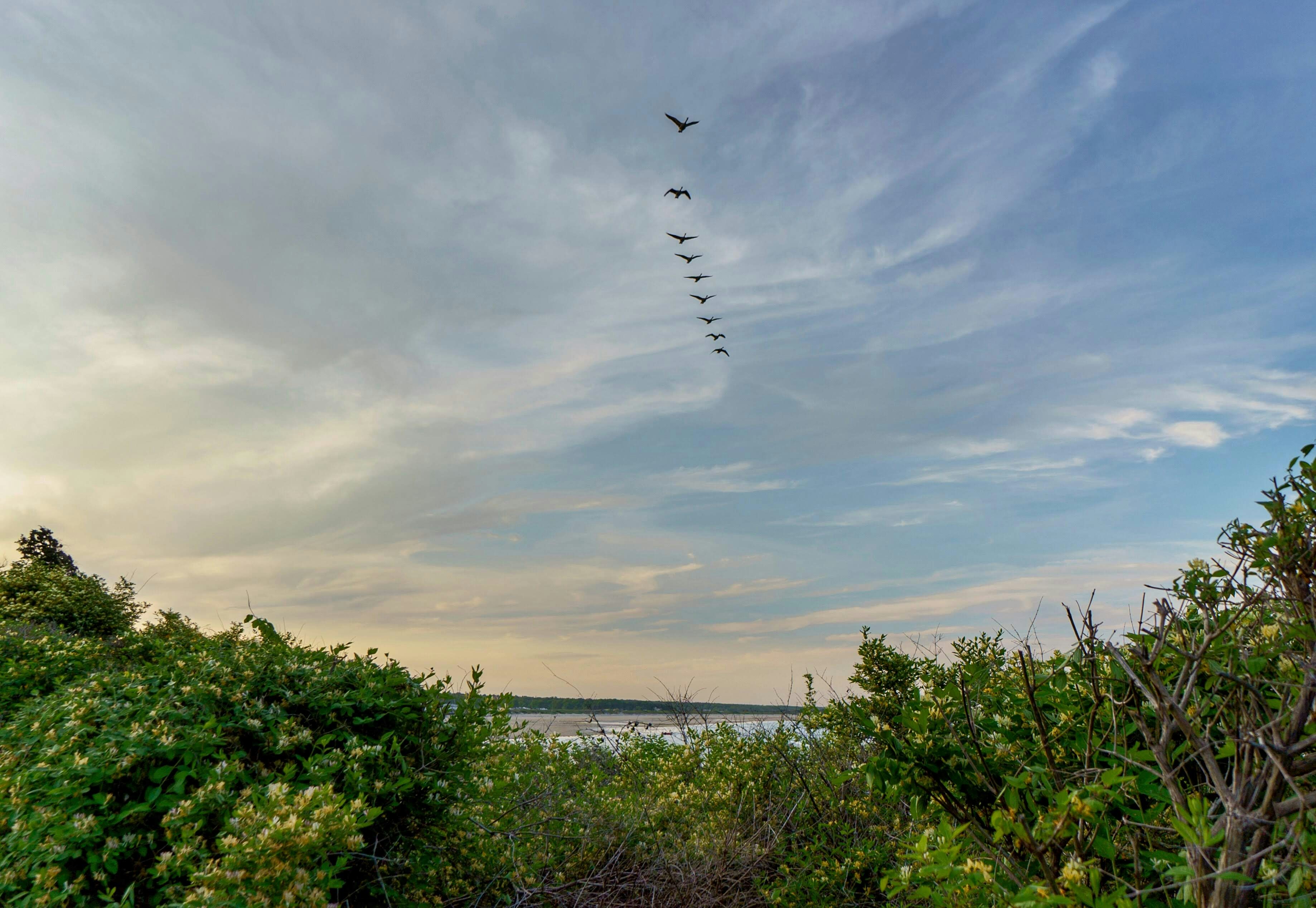 Birds flying in formation across a cloudy sky.