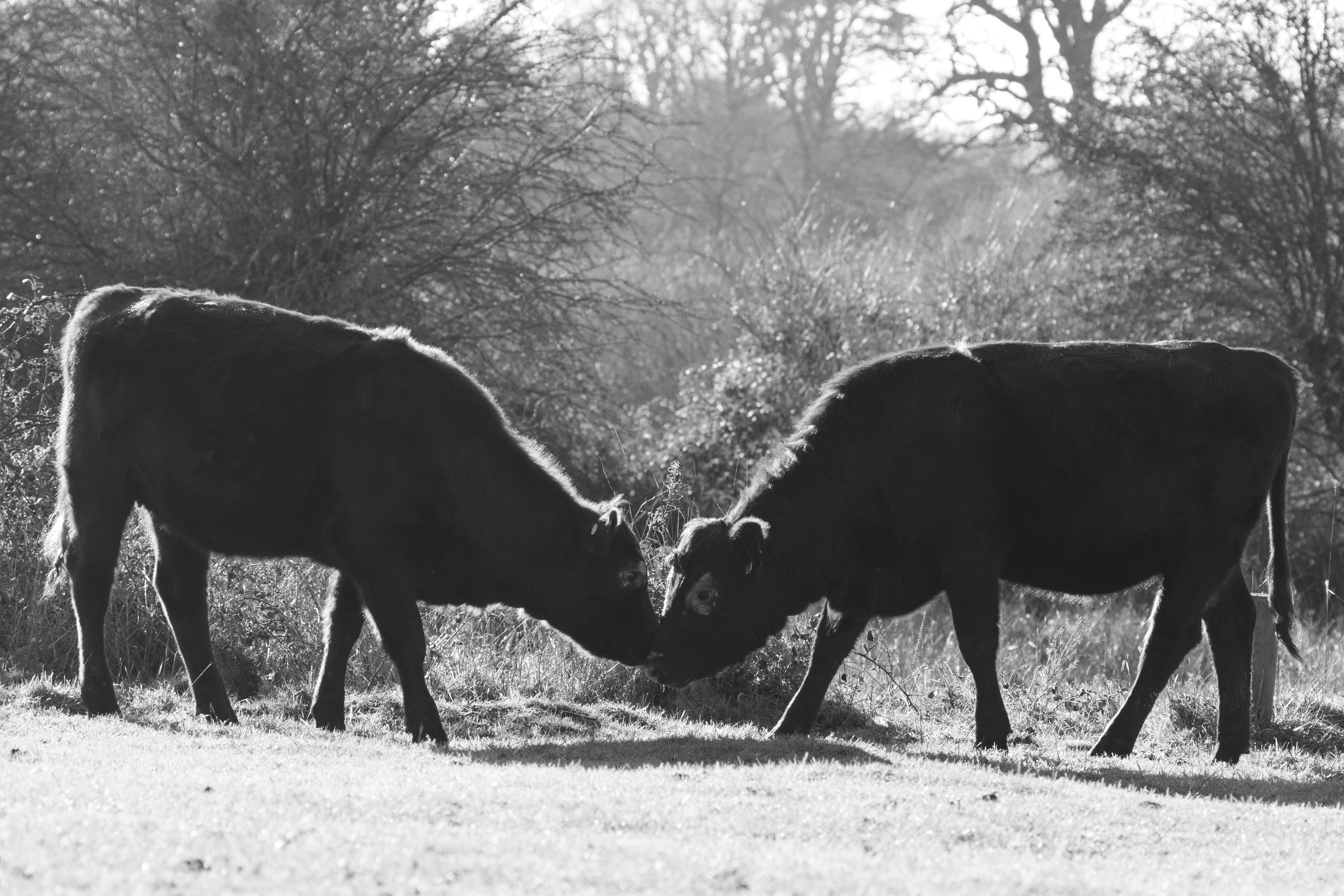 Two cows butting heads in a field.