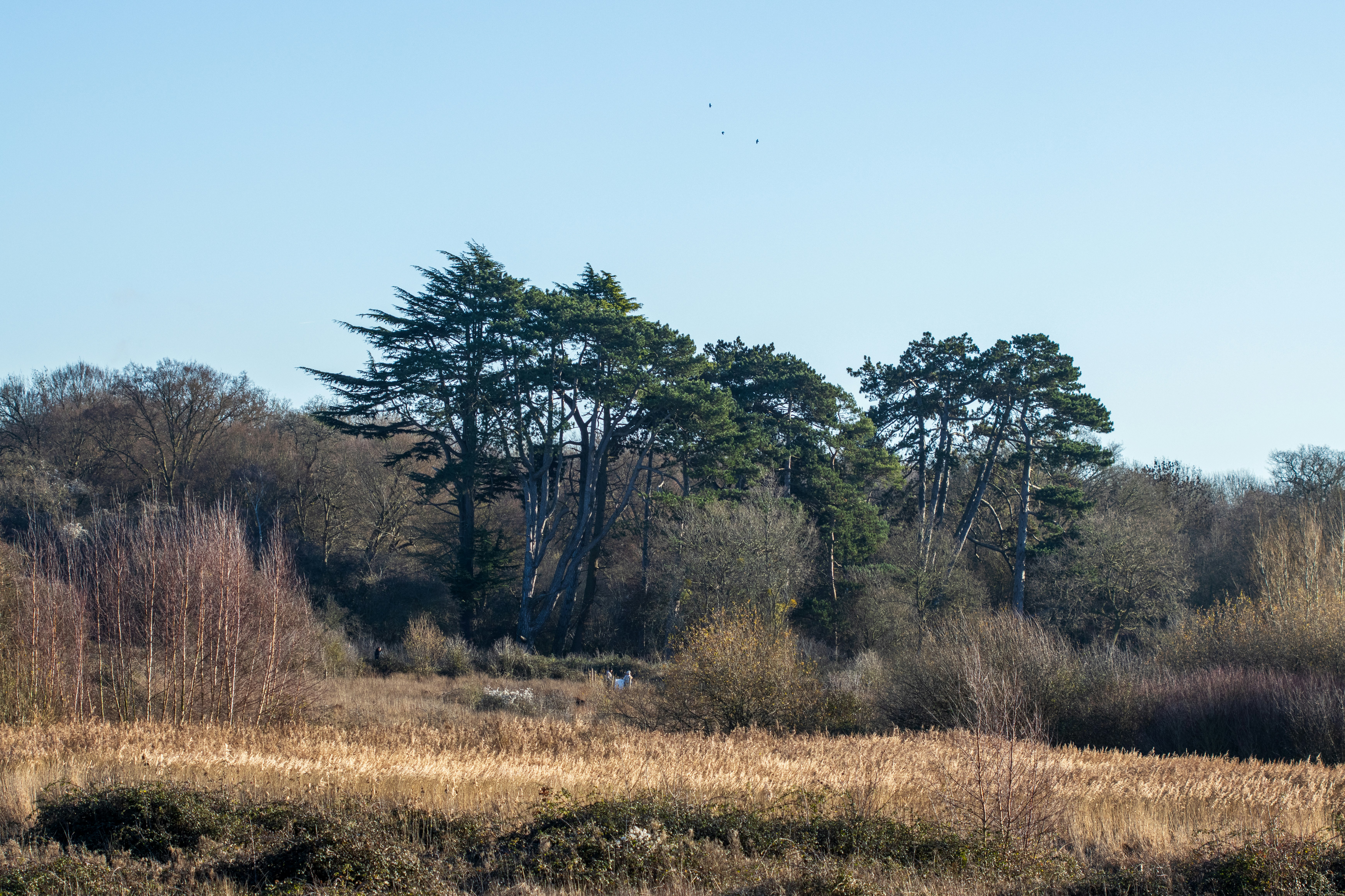 Tall pine trees stand against a clear blue sky.