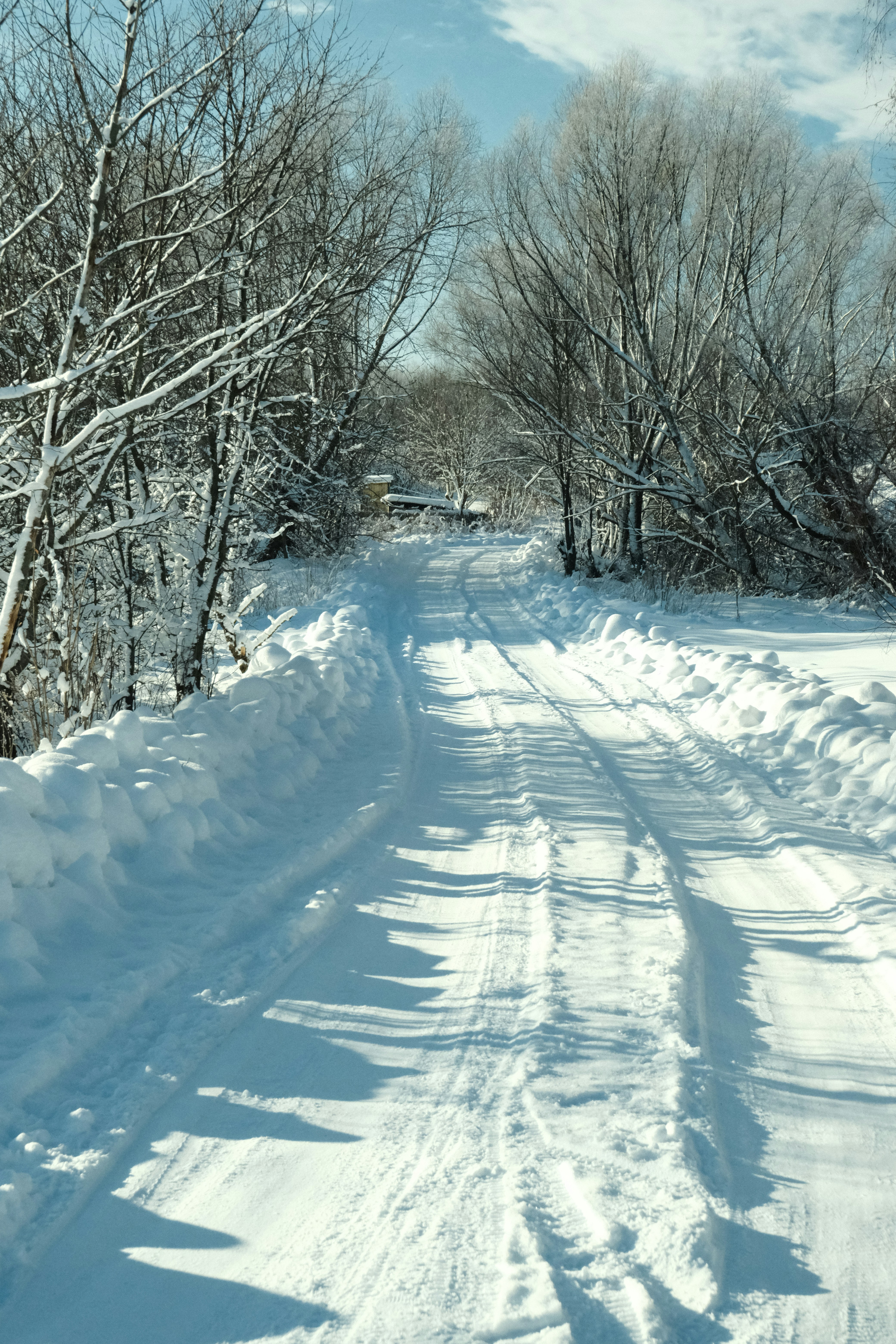 Snowy road through bare trees under a blue sky