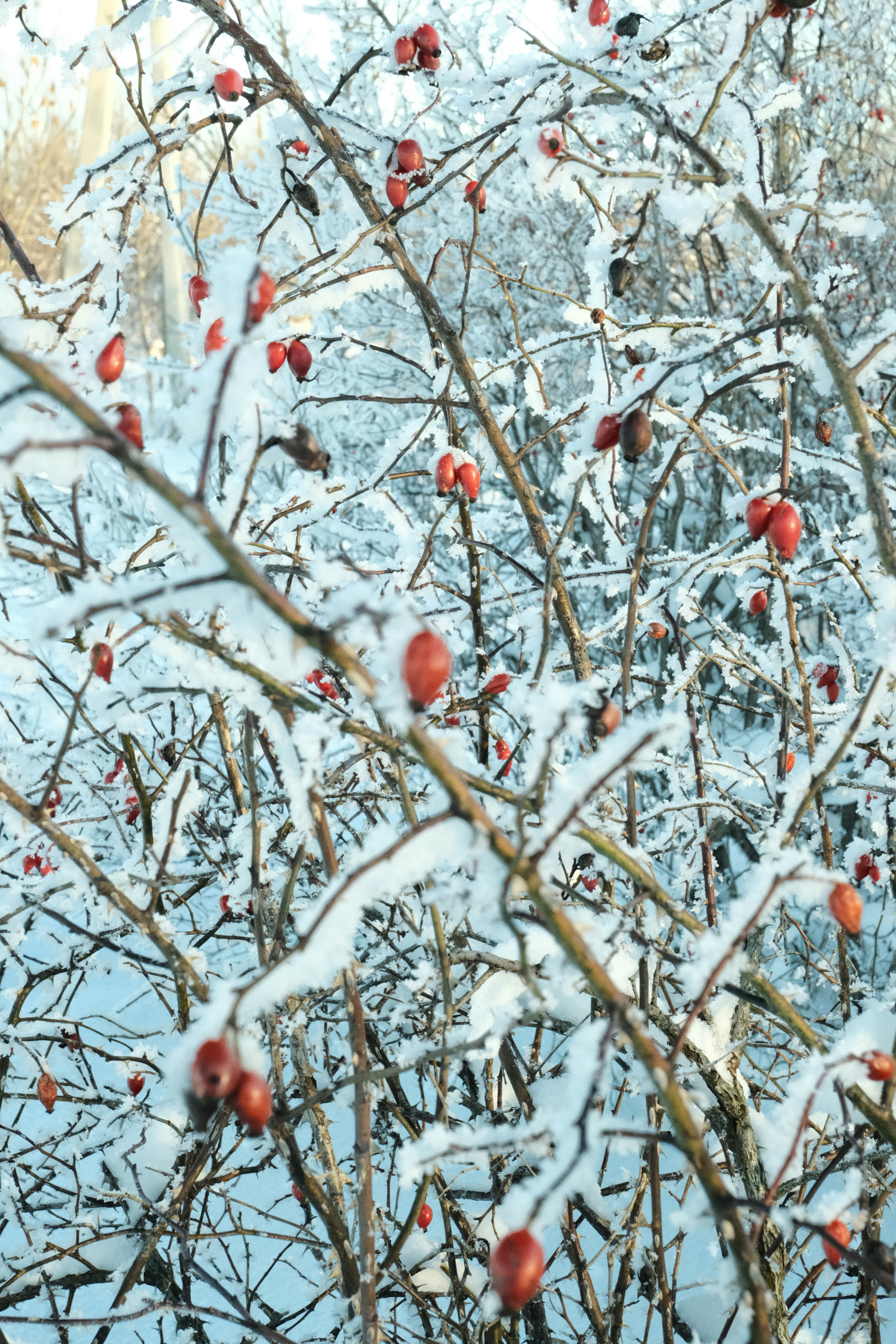 Photo by tatianarudneva