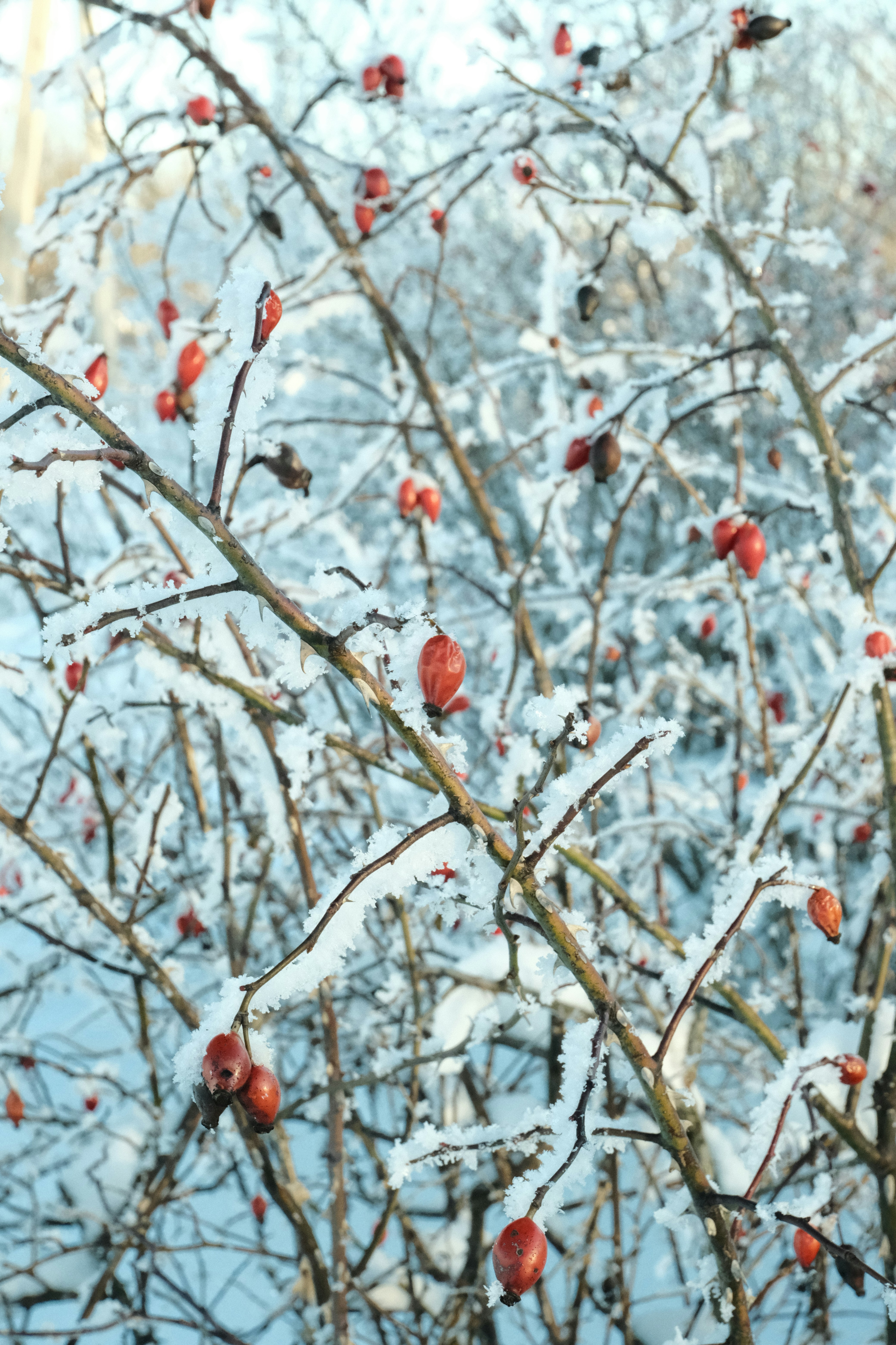 Red berries on a snow-covered bush in winter.