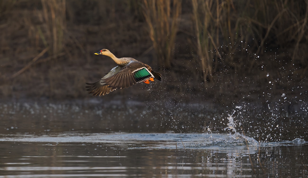 Duck taking flight from water demonstrating bird tracking autofocus