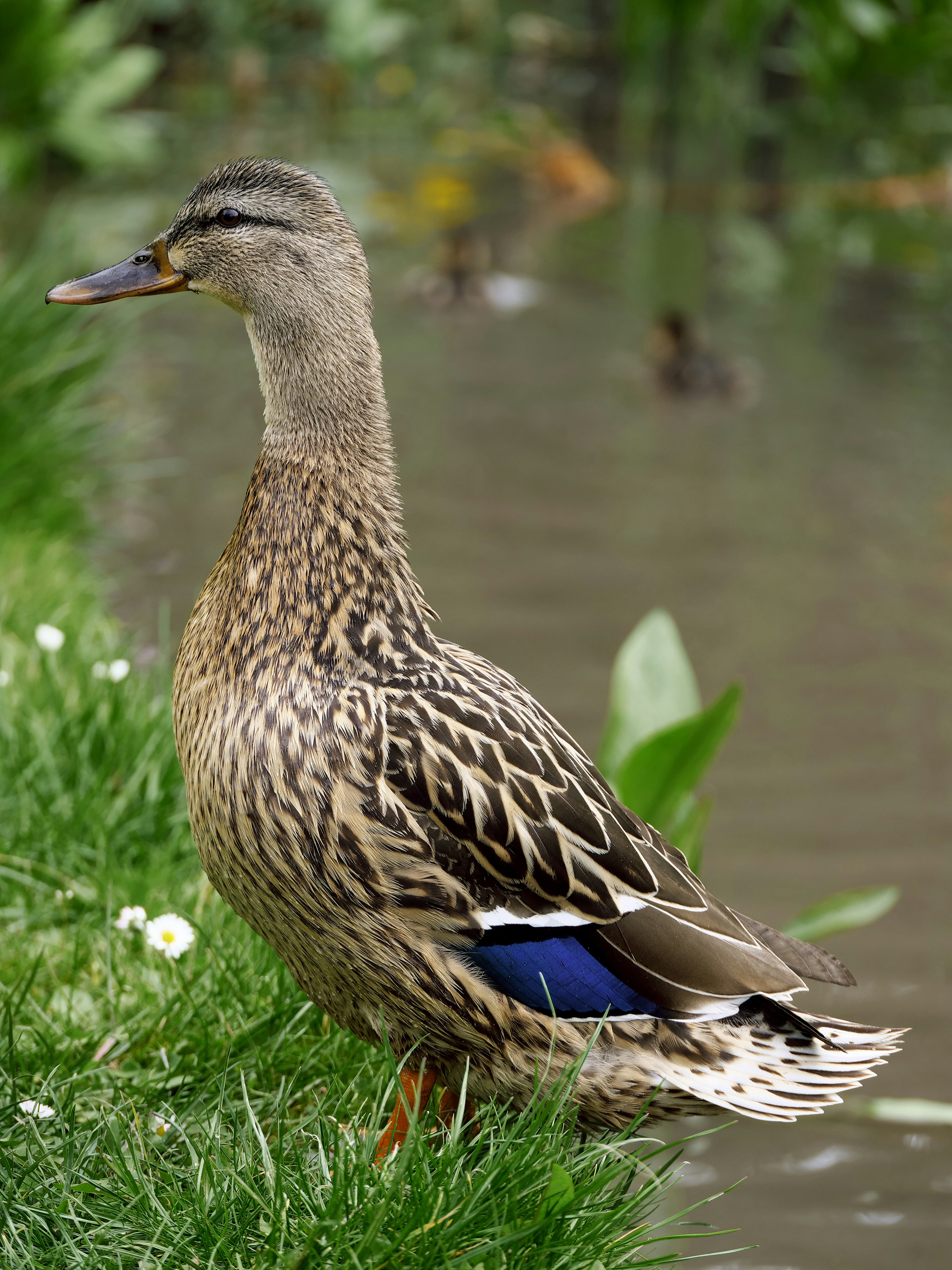 Photo by balmy_sunset