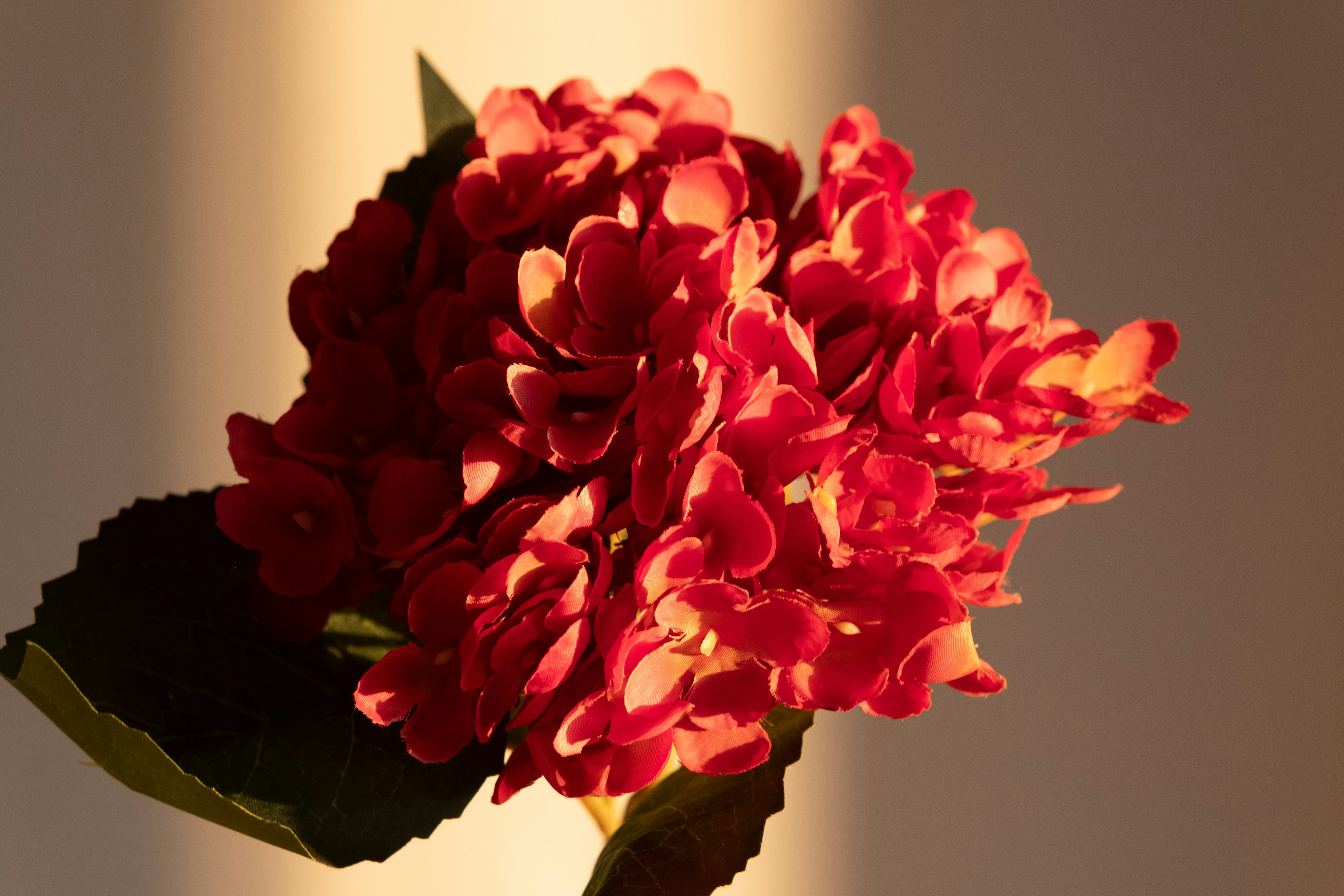 A close-up of a vibrant red hydrangea flower.