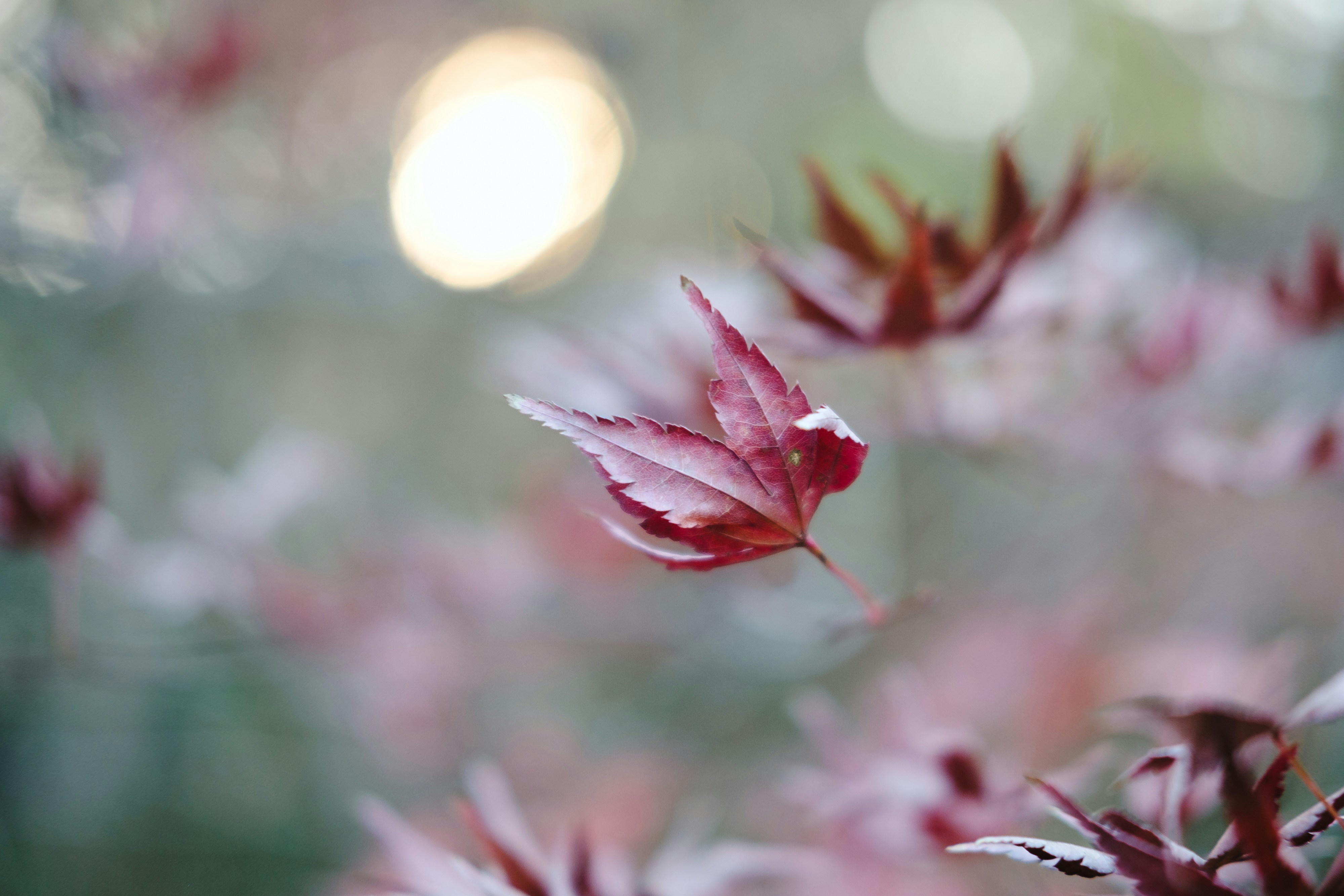 Red leaves with soft bokeh background