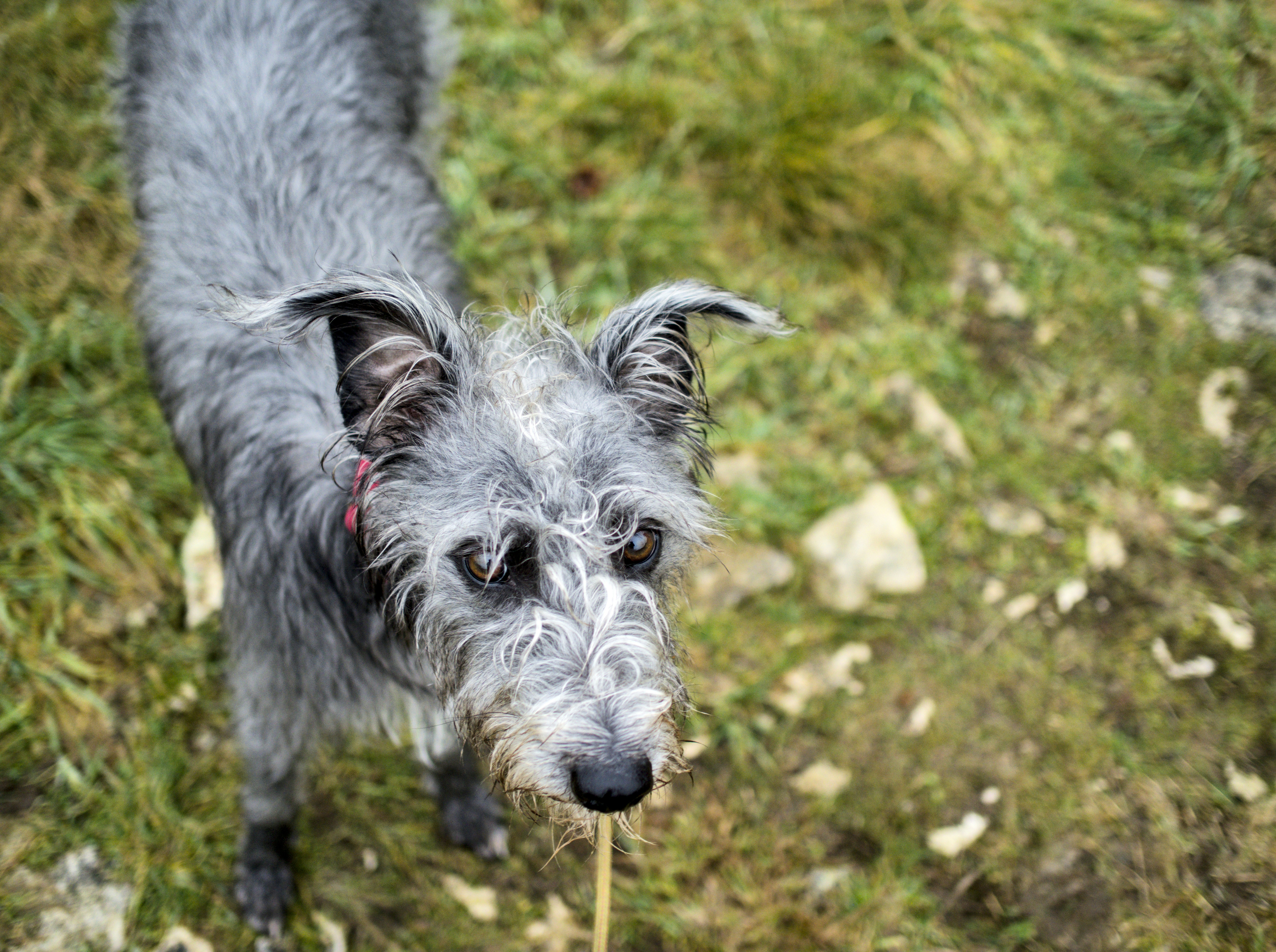 A scruffy grey dog stands on grassy ground.
