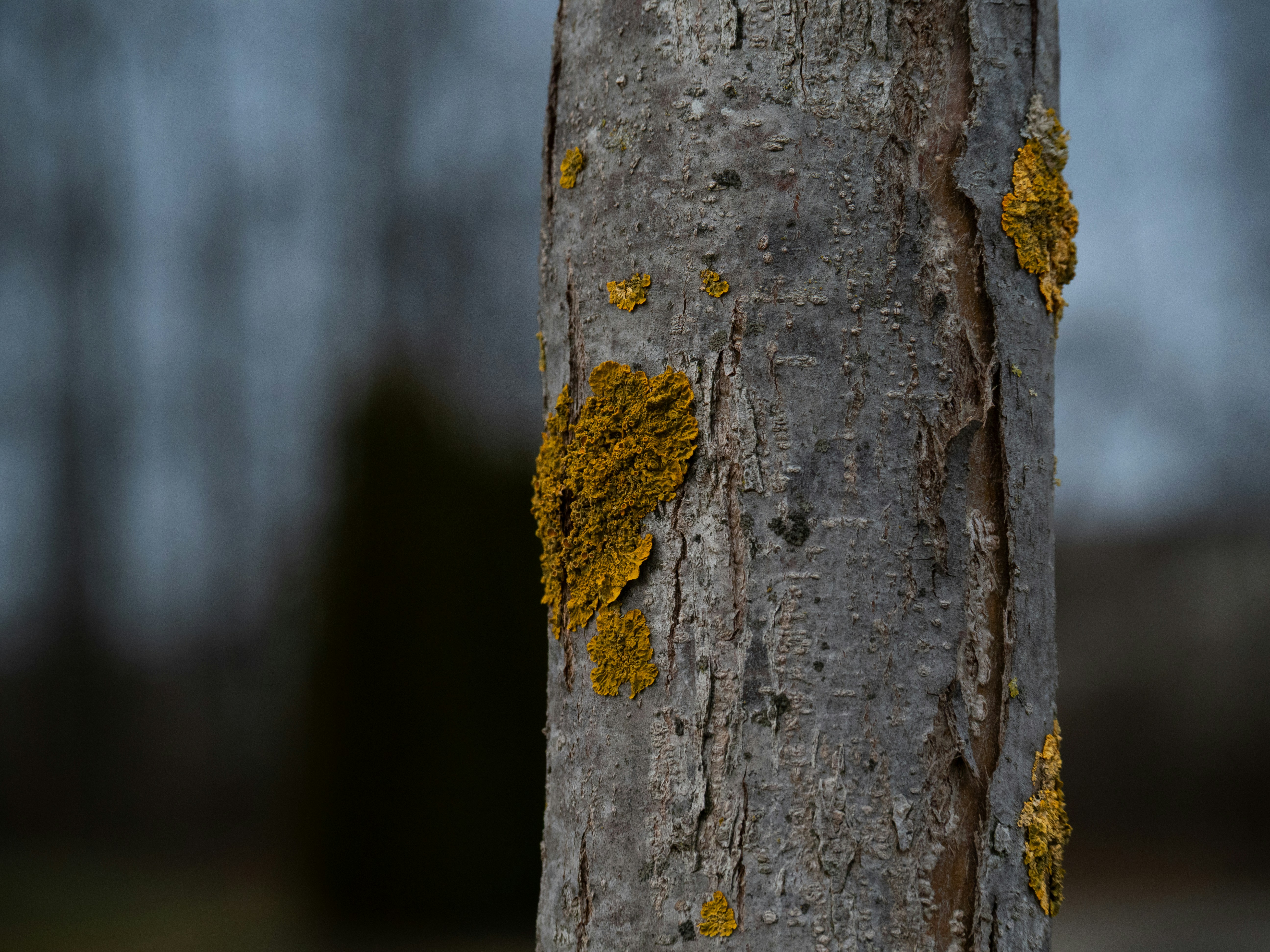 Close-up of a tree trunk with yellow lichen.