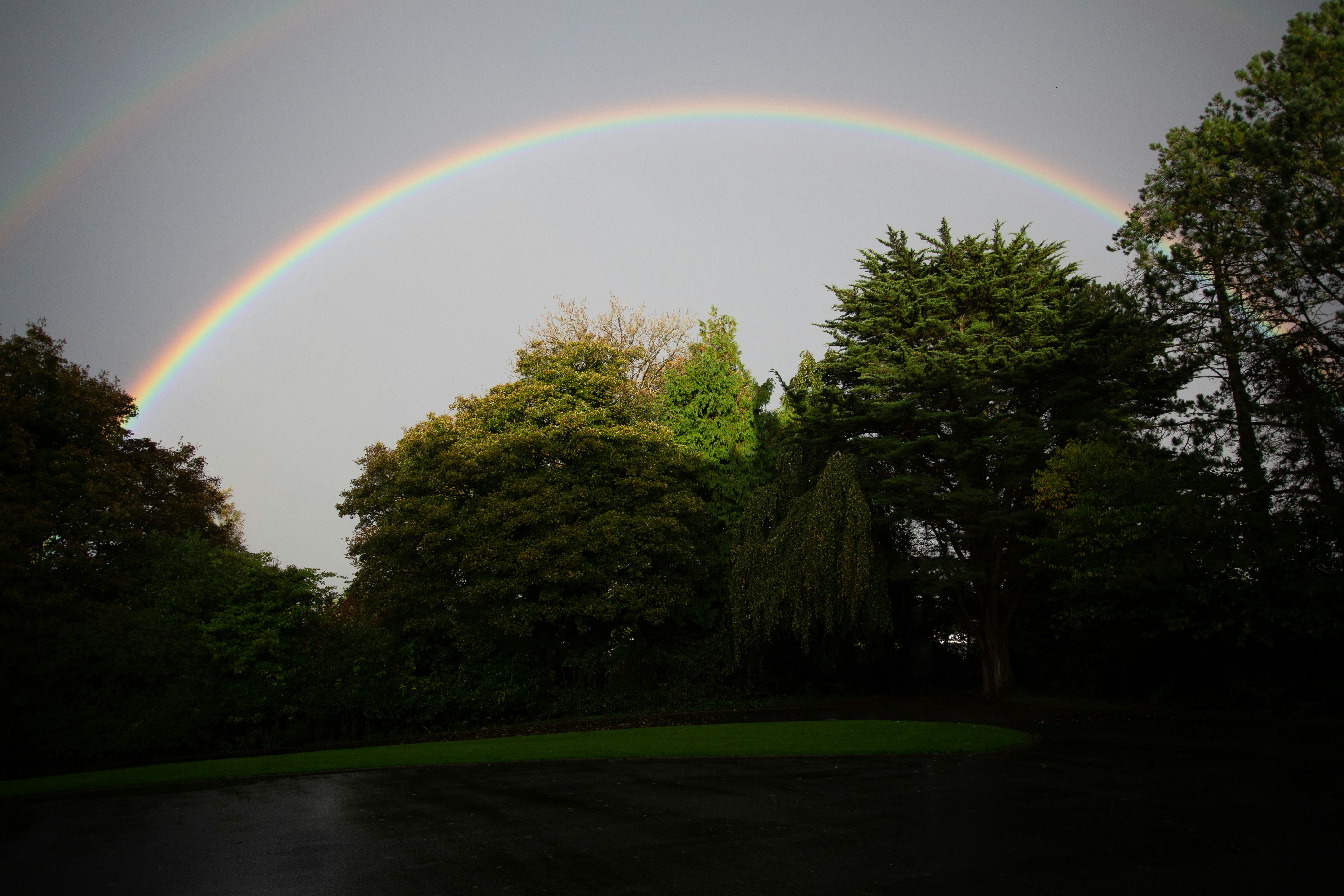 A vibrant rainbow arcs over lush green trees