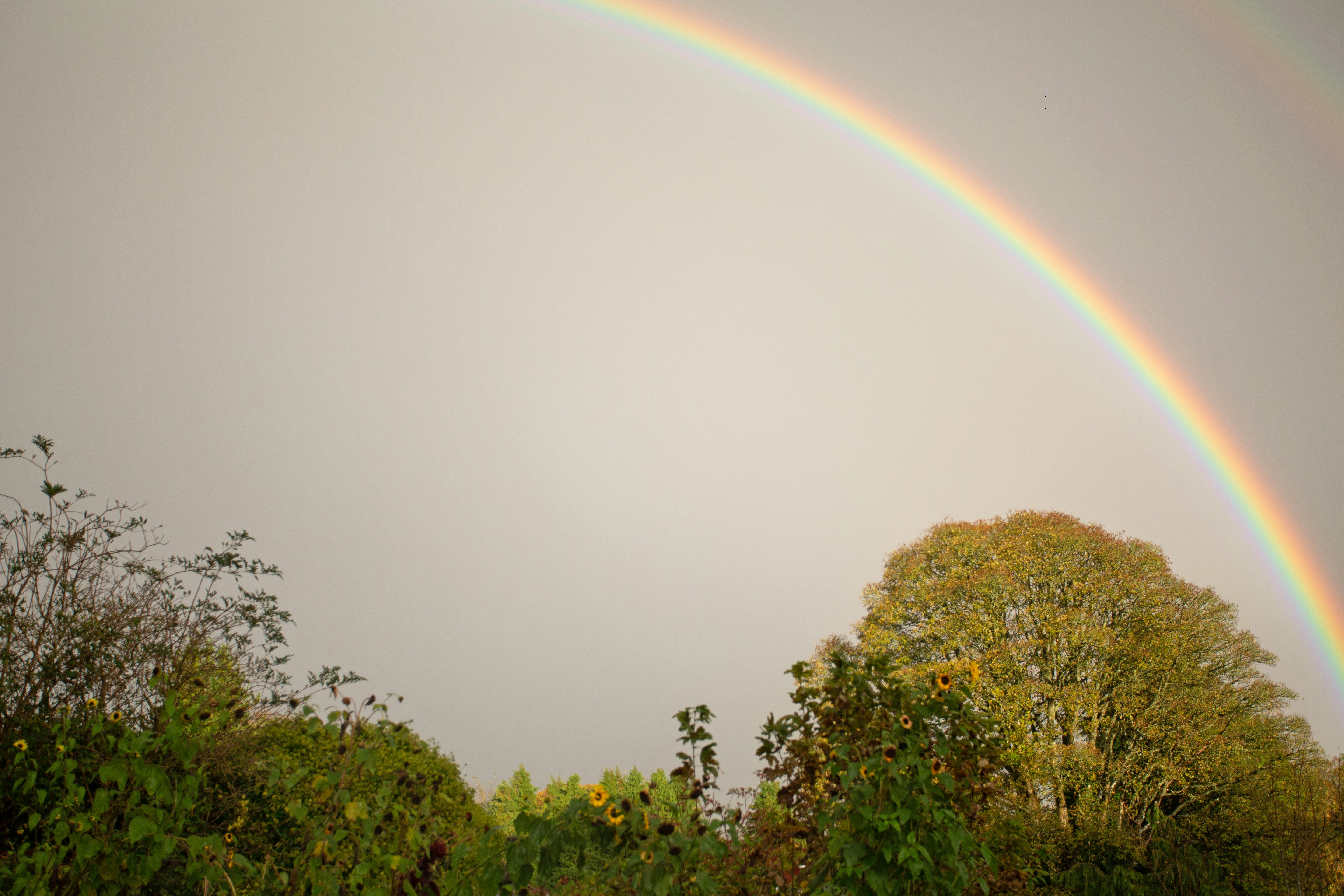 A vibrant rainbow arcs over lush green trees.