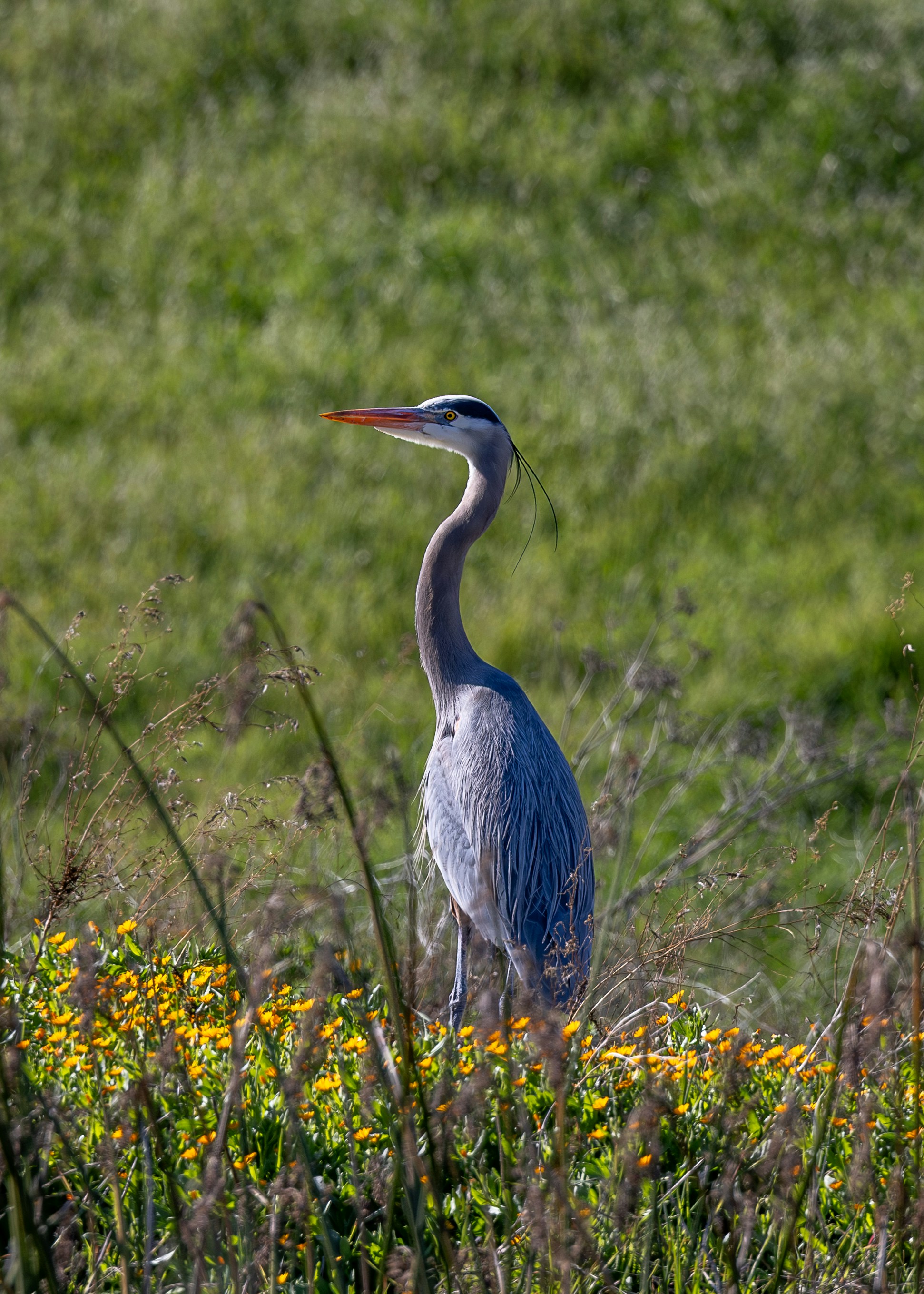 A great blue heron stands among yellow wildflowers.