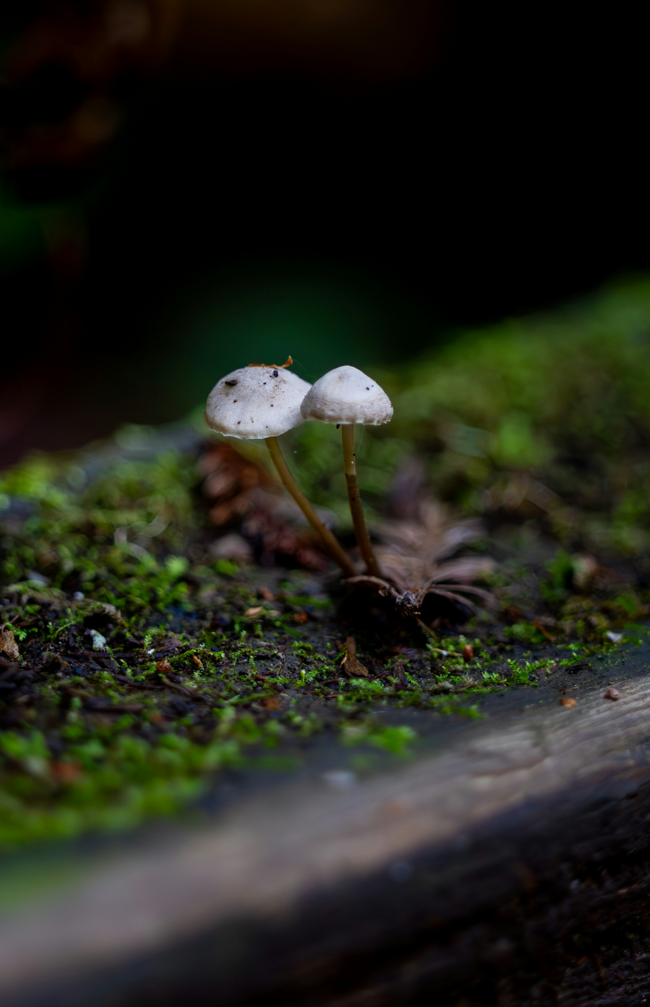 Two small white mushrooms grow on mossy log