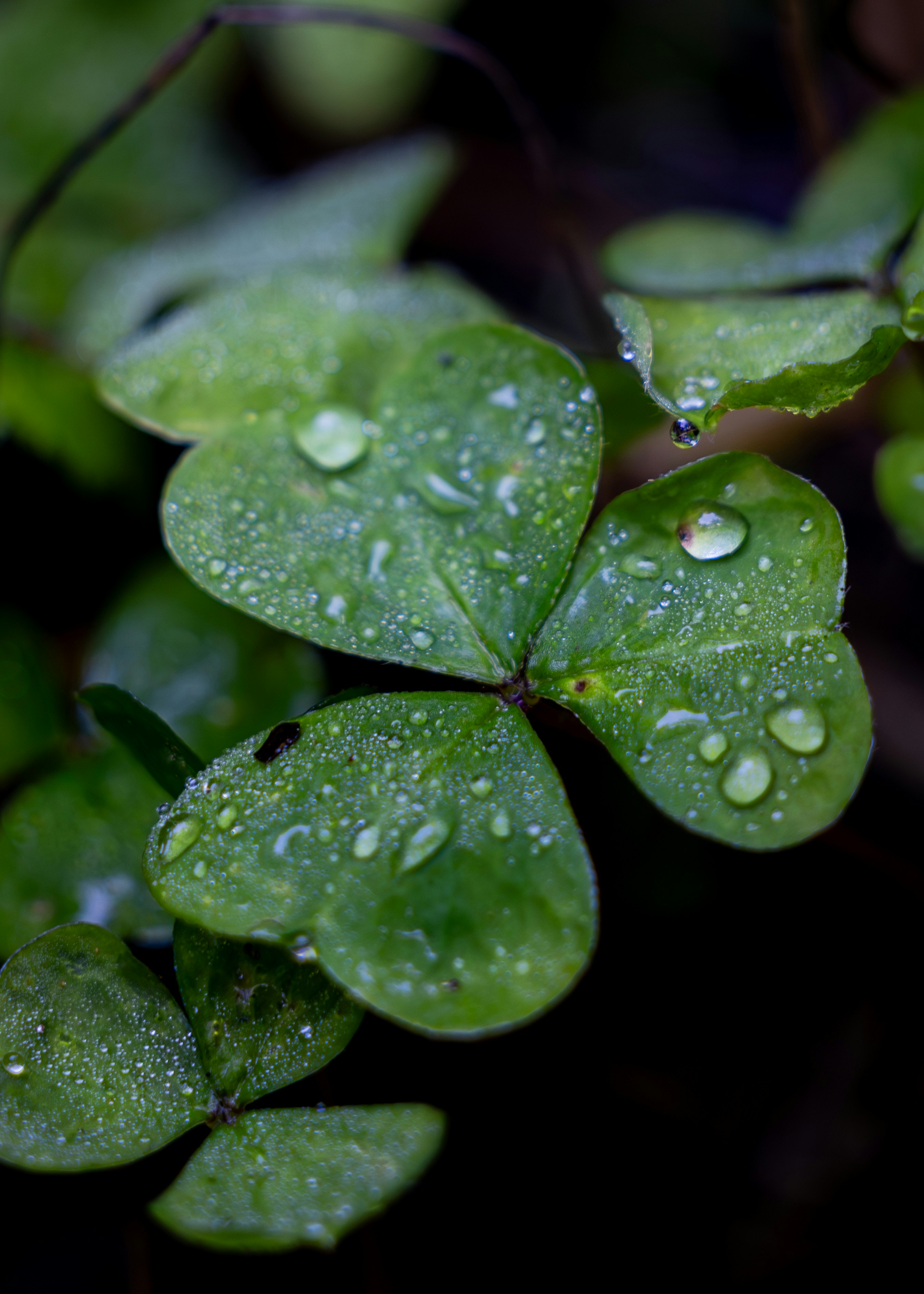 Close-up of wet green clover leaves with water droplets.