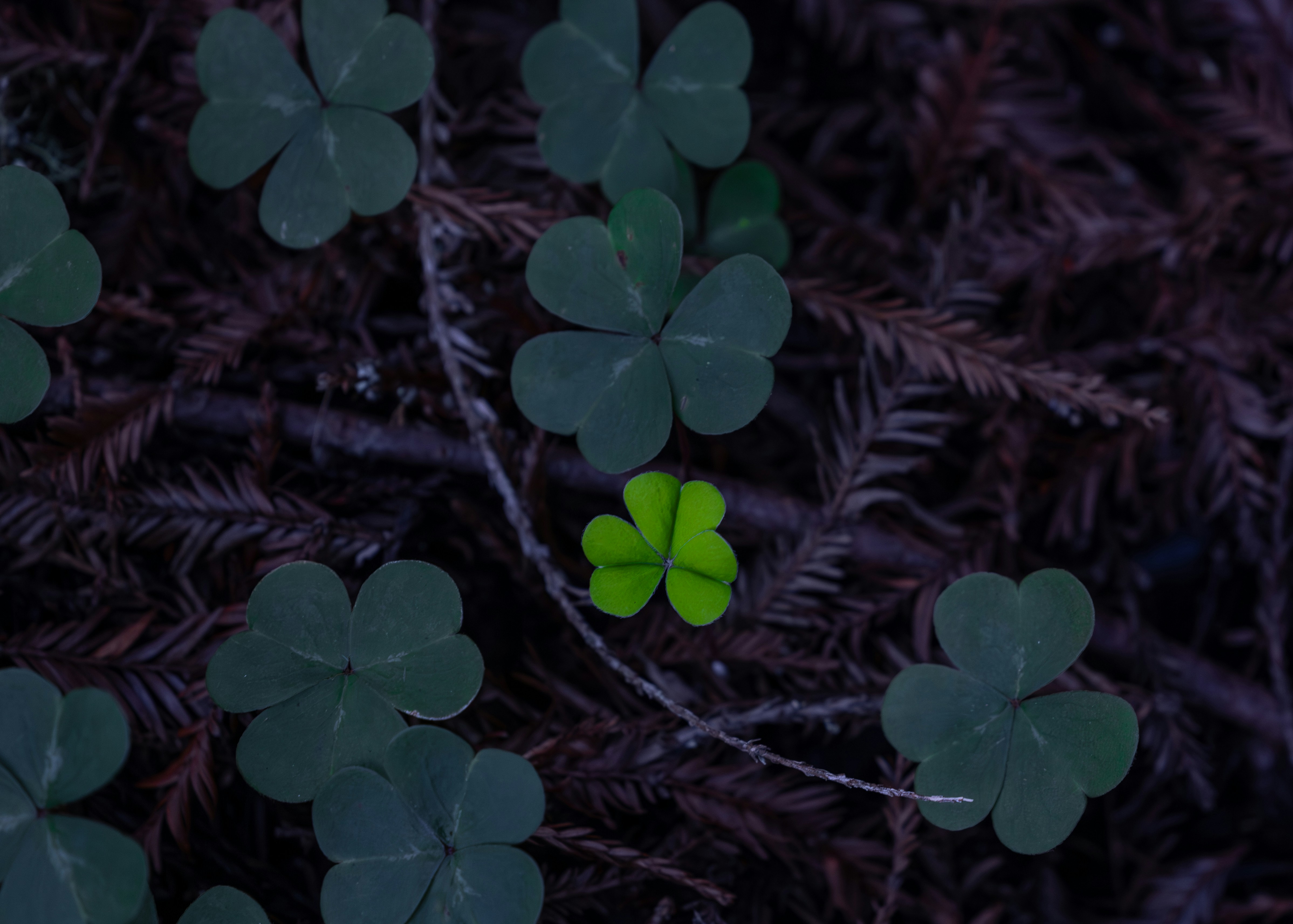 Several green clovers on a dark background