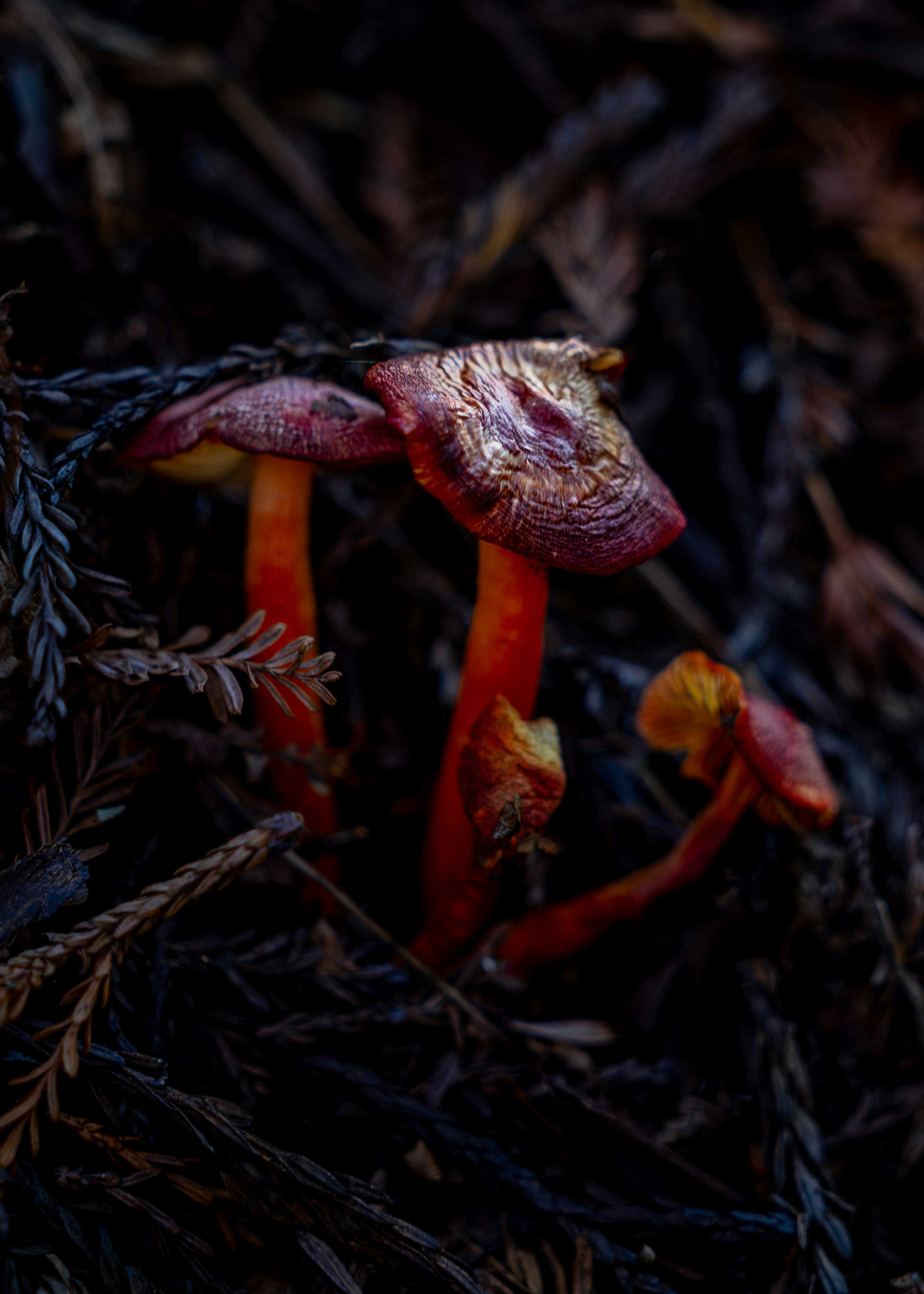 Red mushrooms growing among dark foliage
