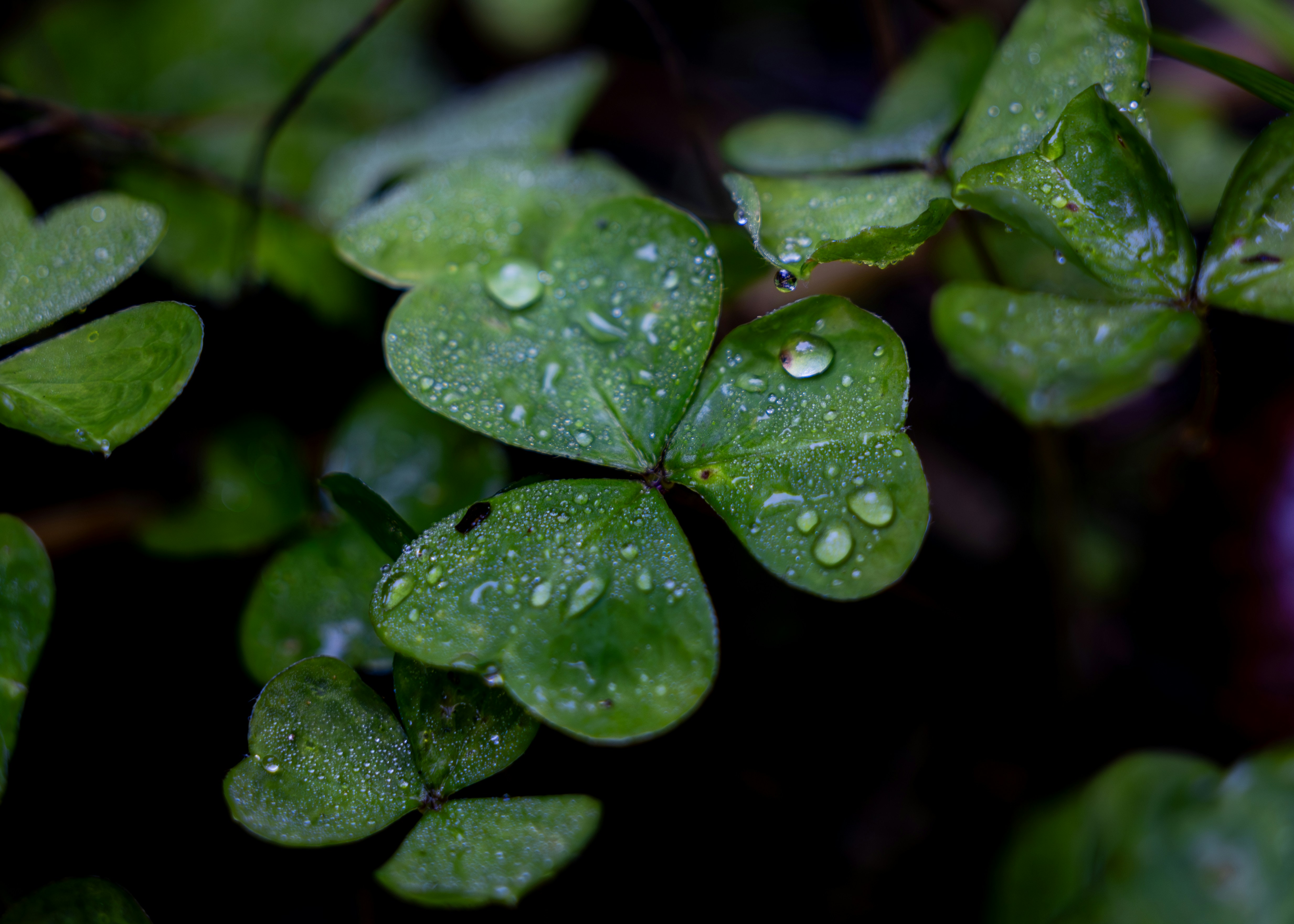 Close up of wet green clover leaves with water droplets.