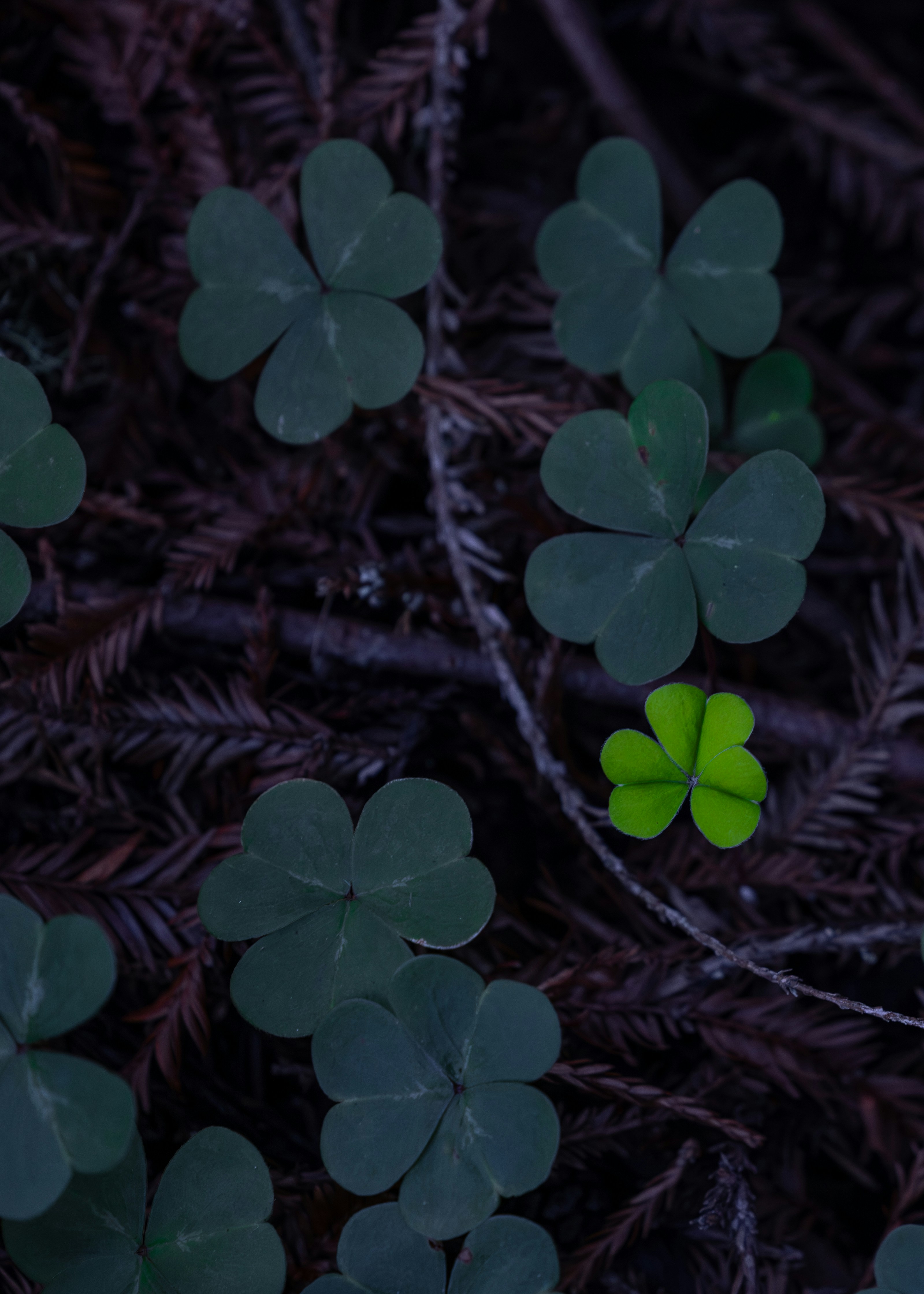 Green shamrocks scattered on dark forest floor