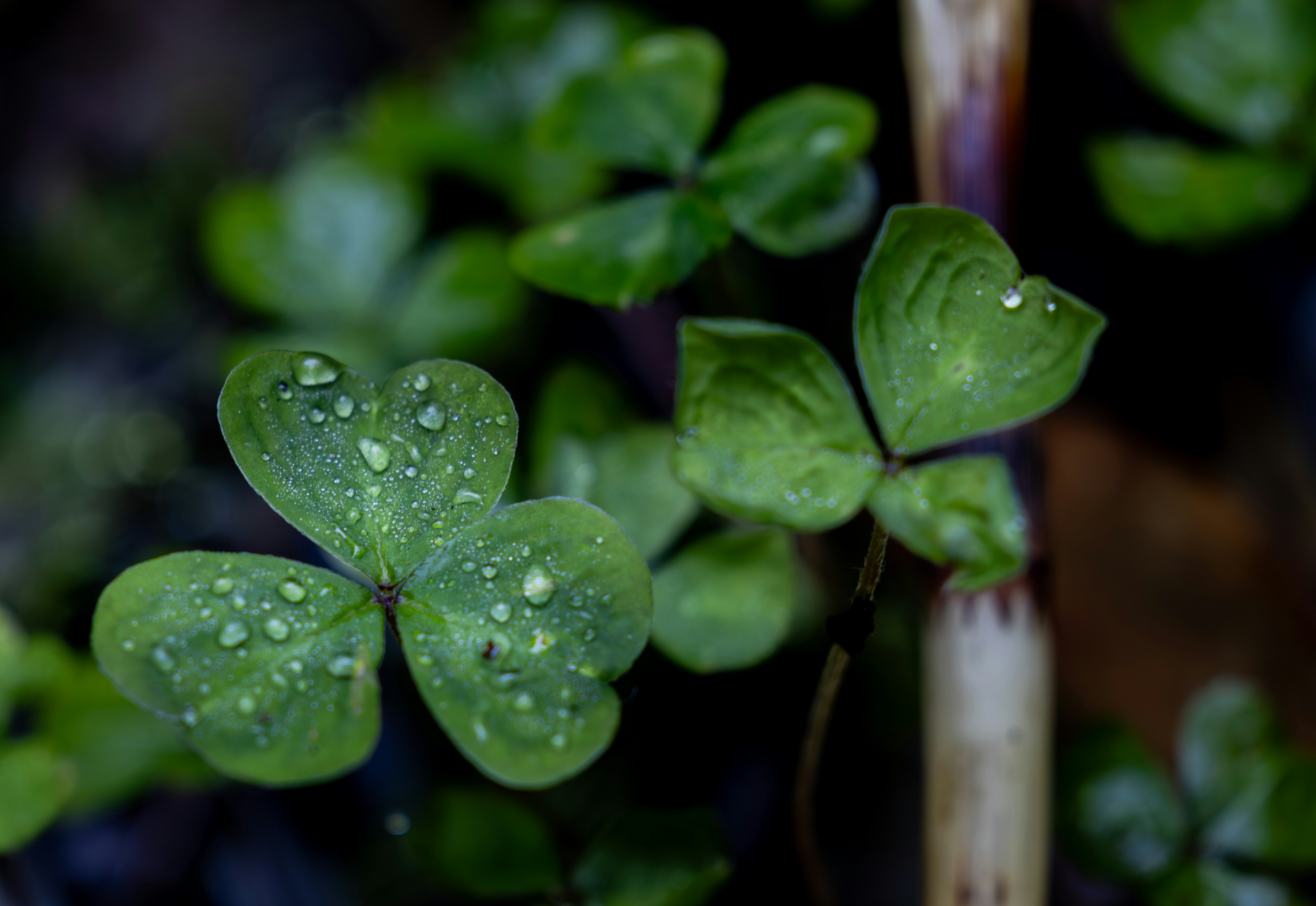 Dew drops on green clover leaves in soft focus