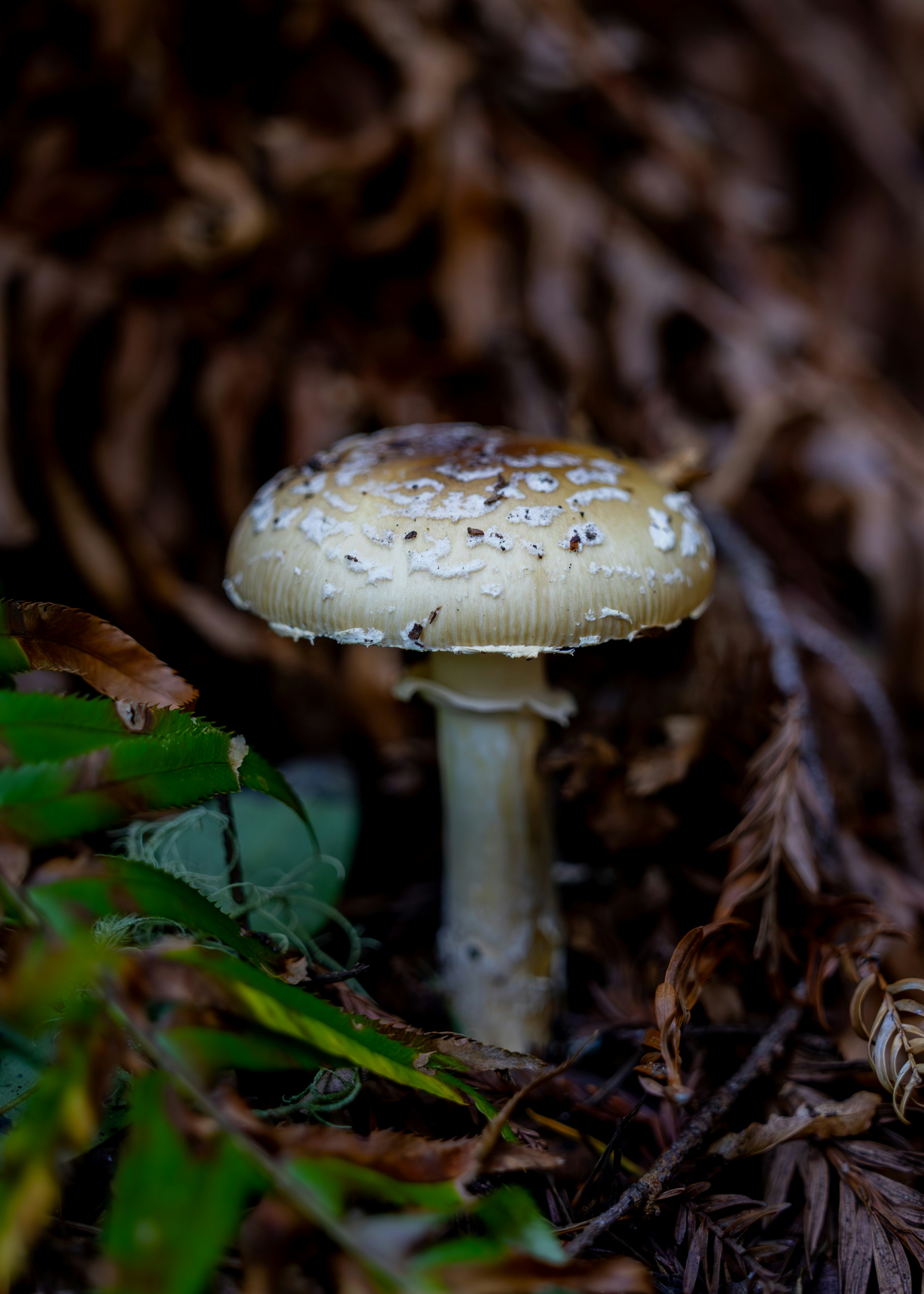 A single mushroom grows among fallen leaves.