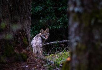 Best Bear Canisters 6 — Top Picks