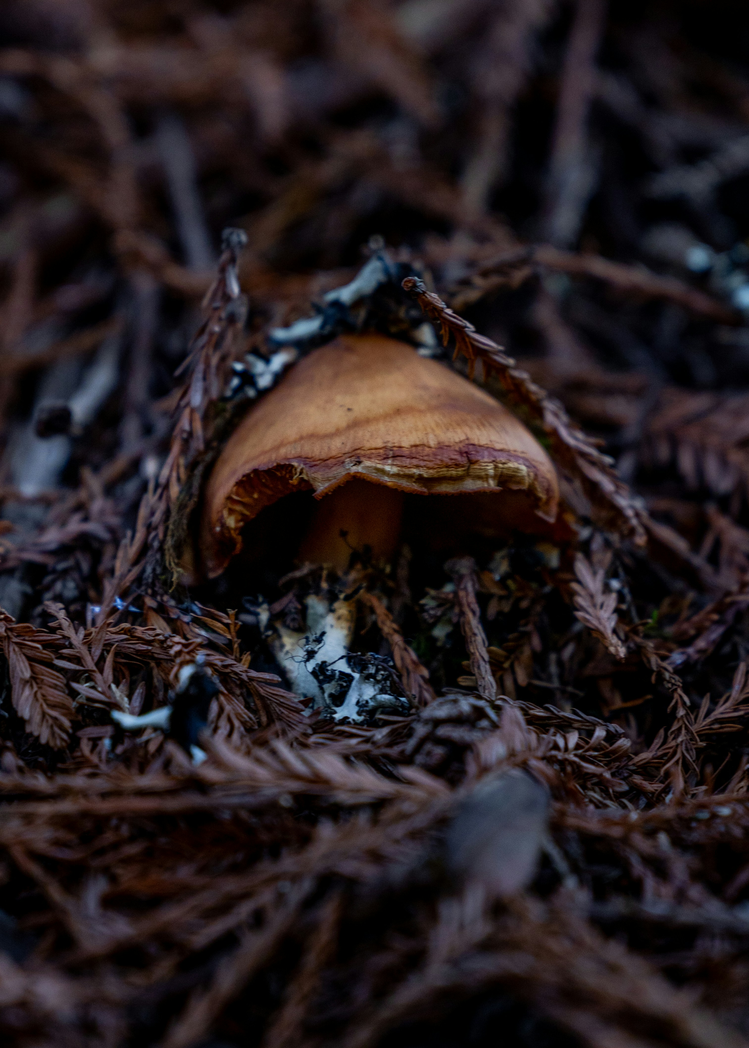 A single mushroom emerges from dry brown leaves.
