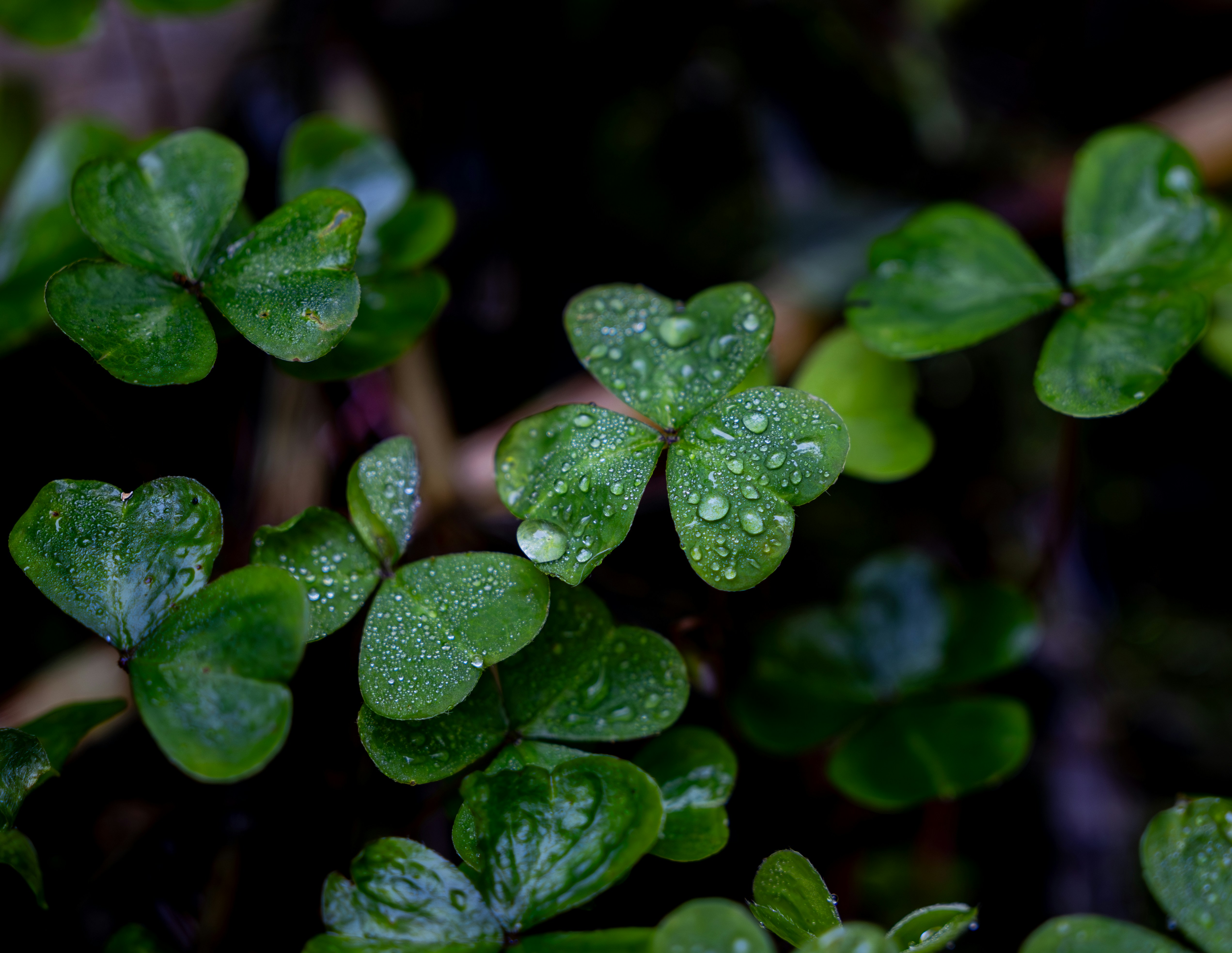 Close-up of dew drops on green clover leaves.