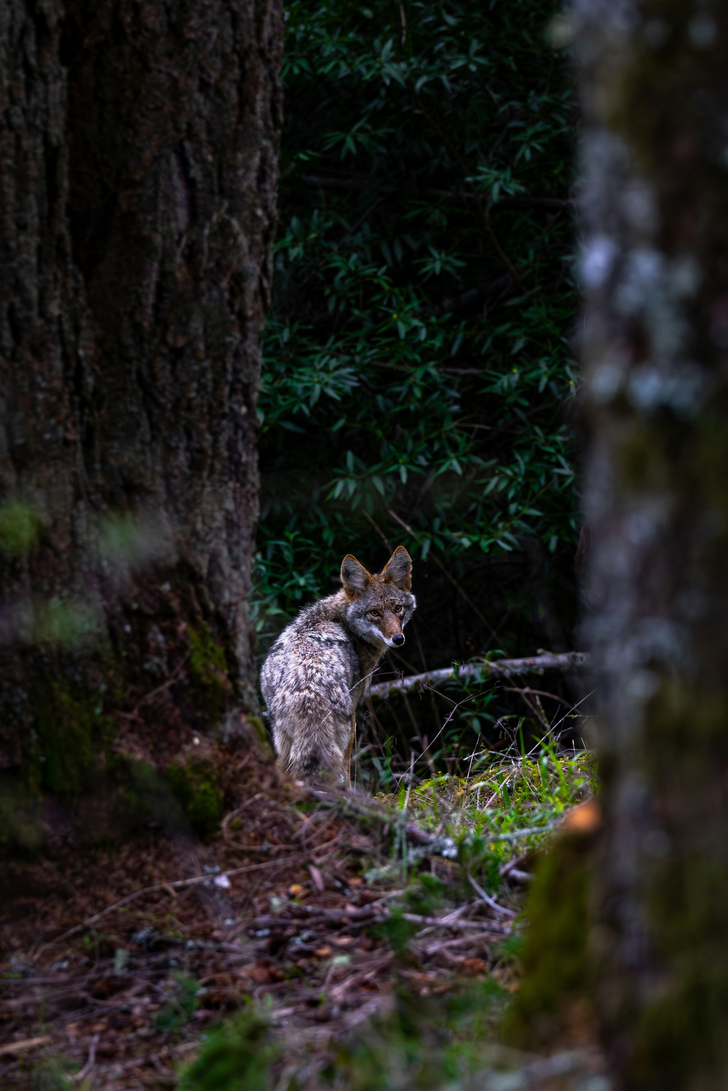 A coyote peeks from behind a tree in a forest.