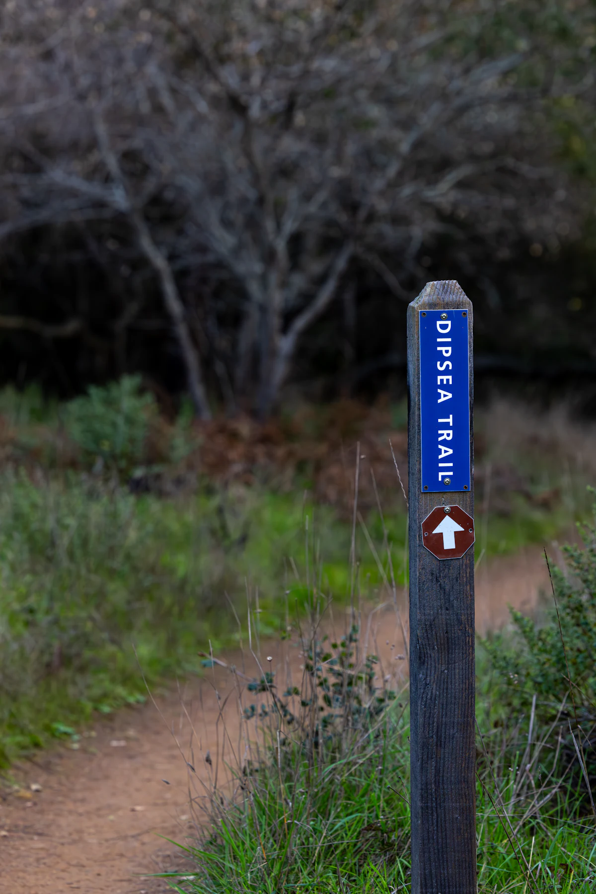 A blue Dipsea Trail signpost beside a dirt path near Muir Woods