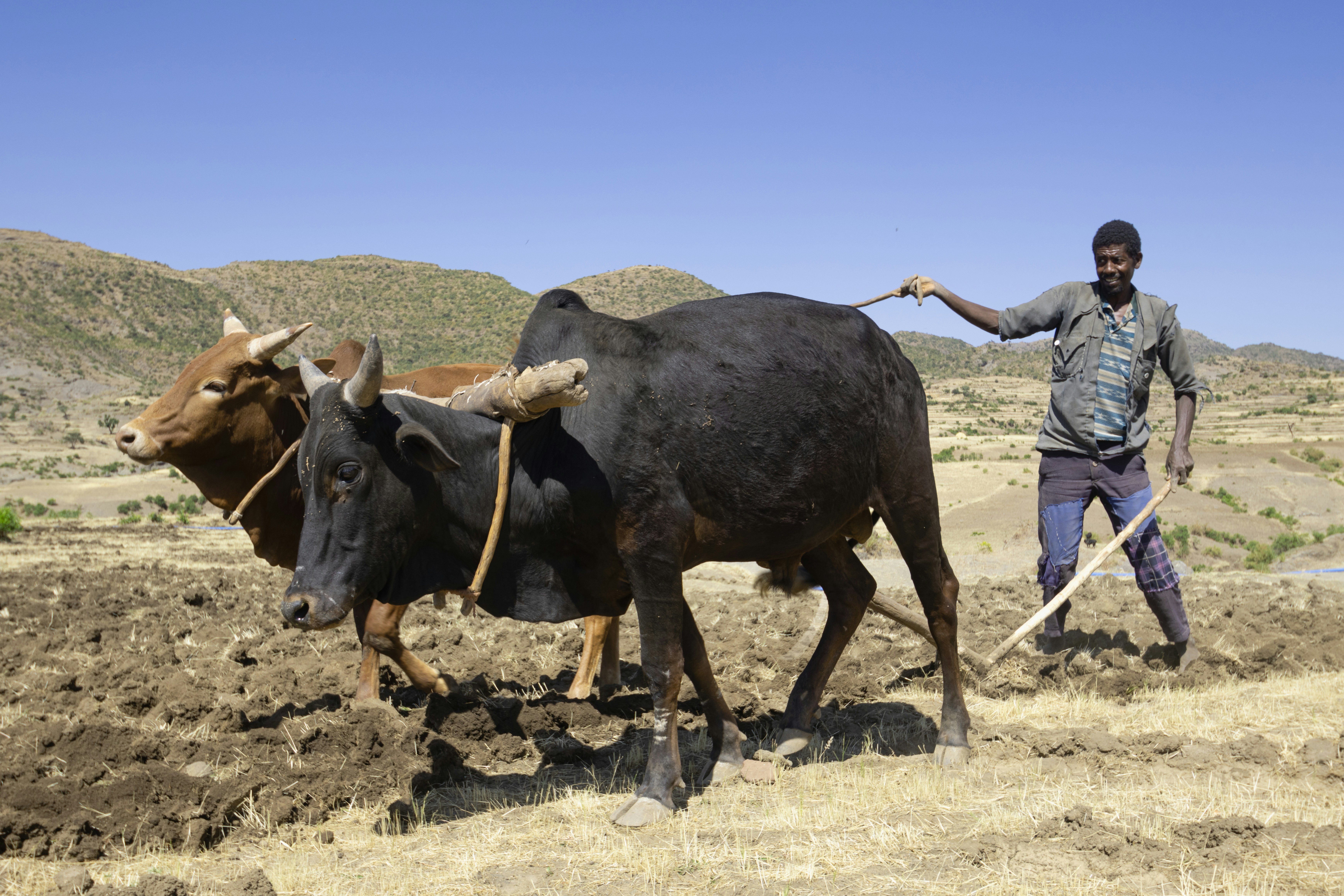Man plowing field with oxen under a clear blue sky