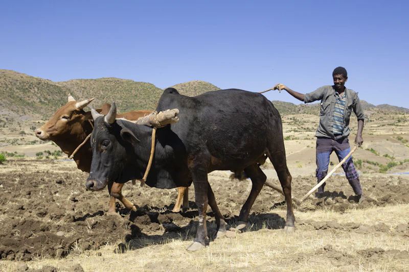 Farmer working in a field