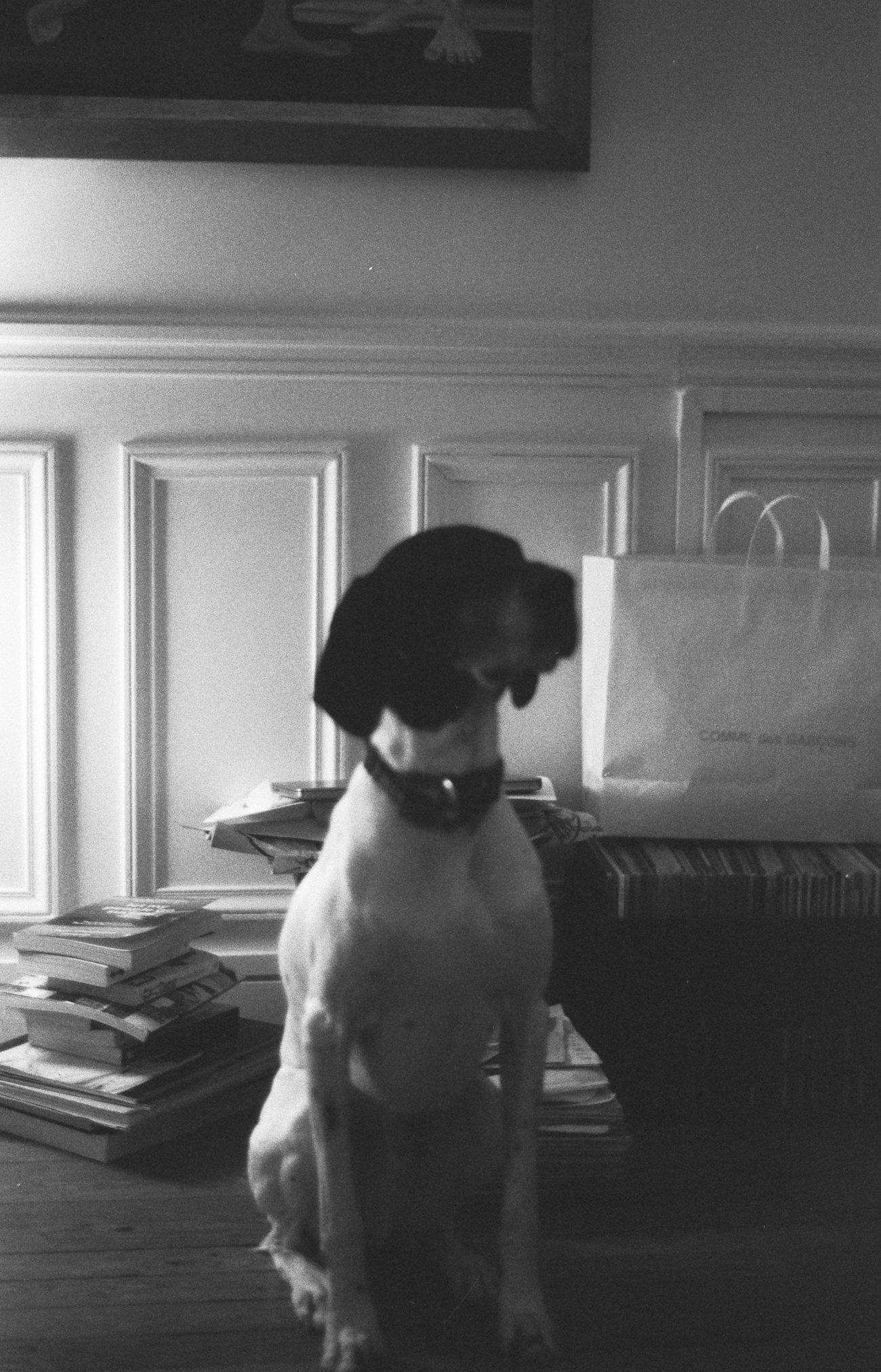 Dog relaxing at home